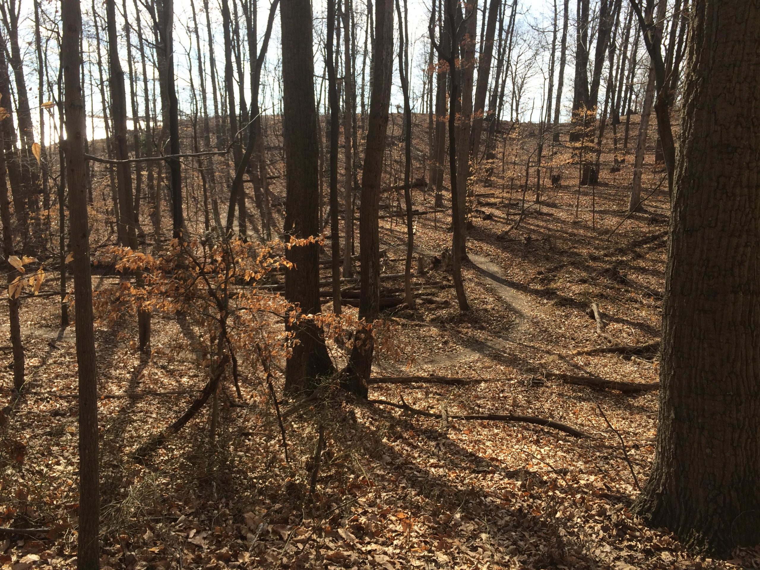 A serene forest scene featuring tall, bare trees with thin branches, casting long shadows on a carpet of fallen leaves. A winding dirt path meanders through the landscape, illuminated by soft sunlight filtering through the trees. The ground is covered in shades of brown, with a few remnants of dry, orange leaves suggesting an autumn setting. Laurel Hill Park mountain bike trail.