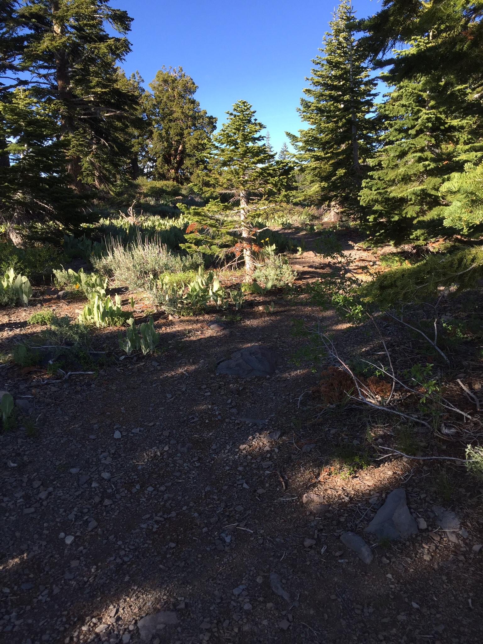 Alt text: A lush forest scene featuring various evergreen trees, underbrush, and rocky ground. The sunlight creates dappled shadows on the dirt path, with a clear blue sky in the background. Tahoe Rim Trail: Brockway to Watson Lake mountain bike trail.