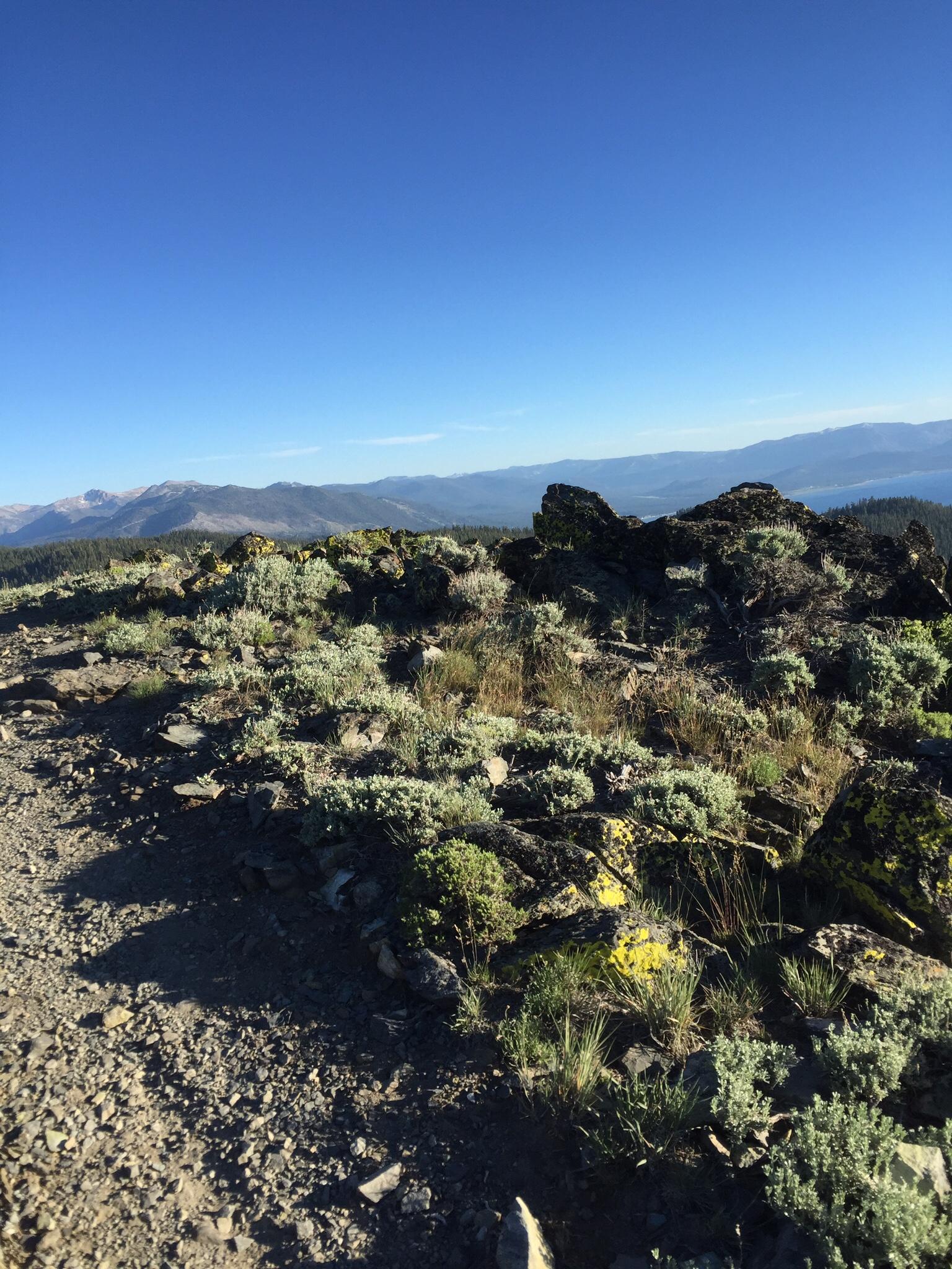 Scenic mountain landscape featuring rocky terrain, sparse vegetation, and a clear blue sky. The foreground includes various shrubs and moss-covered stones, while distant mountains create a picturesque background. Tahoe Rim Trail: Spooner Summit to Kingsbury Grade mountain bike trail.