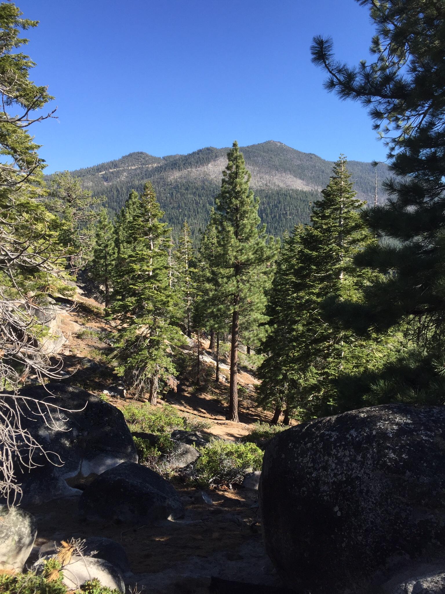 A scenic view of a mountain surrounded by tall pine trees under a clear blue sky, with rocky terrain in the foreground. Tahoe Rim Trail: Spooner Summit to Kingsbury Grade mountain bike trail.