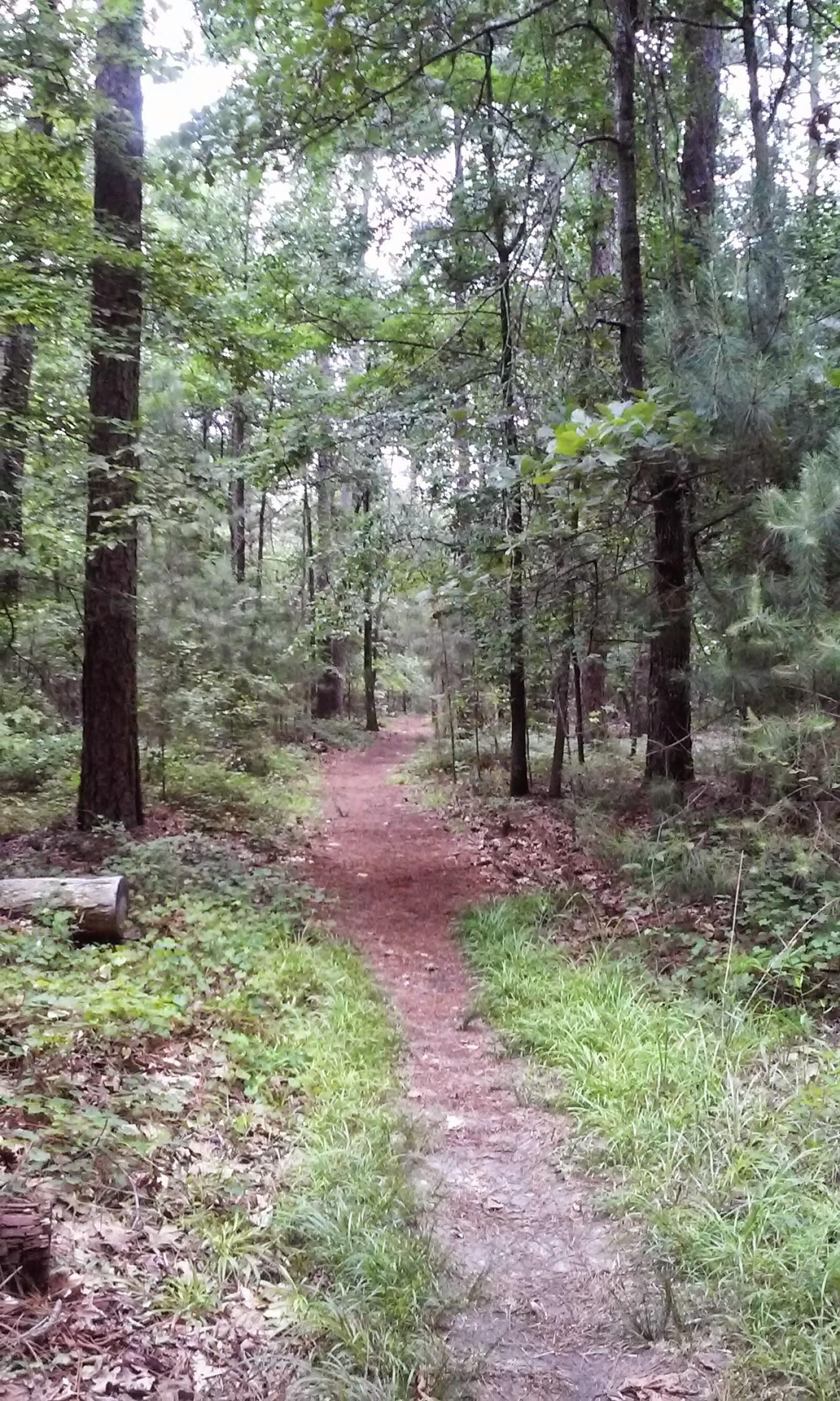 A dirt path winding through a lush forest, flanked by tall trees and greenery. The scene is serene, with a few fallen leaves and a log resting on the ground. The trail appears inviting, leading into the depths of the woodland. Harbison State Forest mountain bike trail.