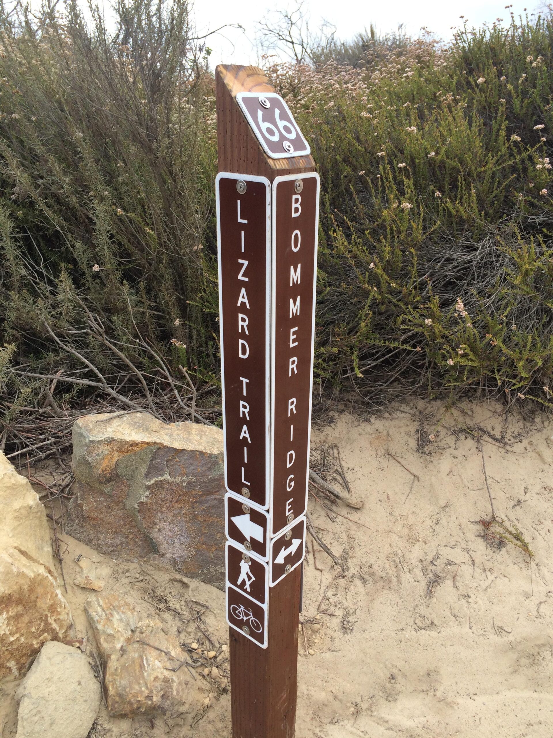 A wooden trail sign indicating directions for "Lizard Trail" and "Bommer Ridge," with symbols for walking and biking. The sign features the number 66 at the top and is surrounded by shrubs and sandy ground. Lizard mountain bike trail.
