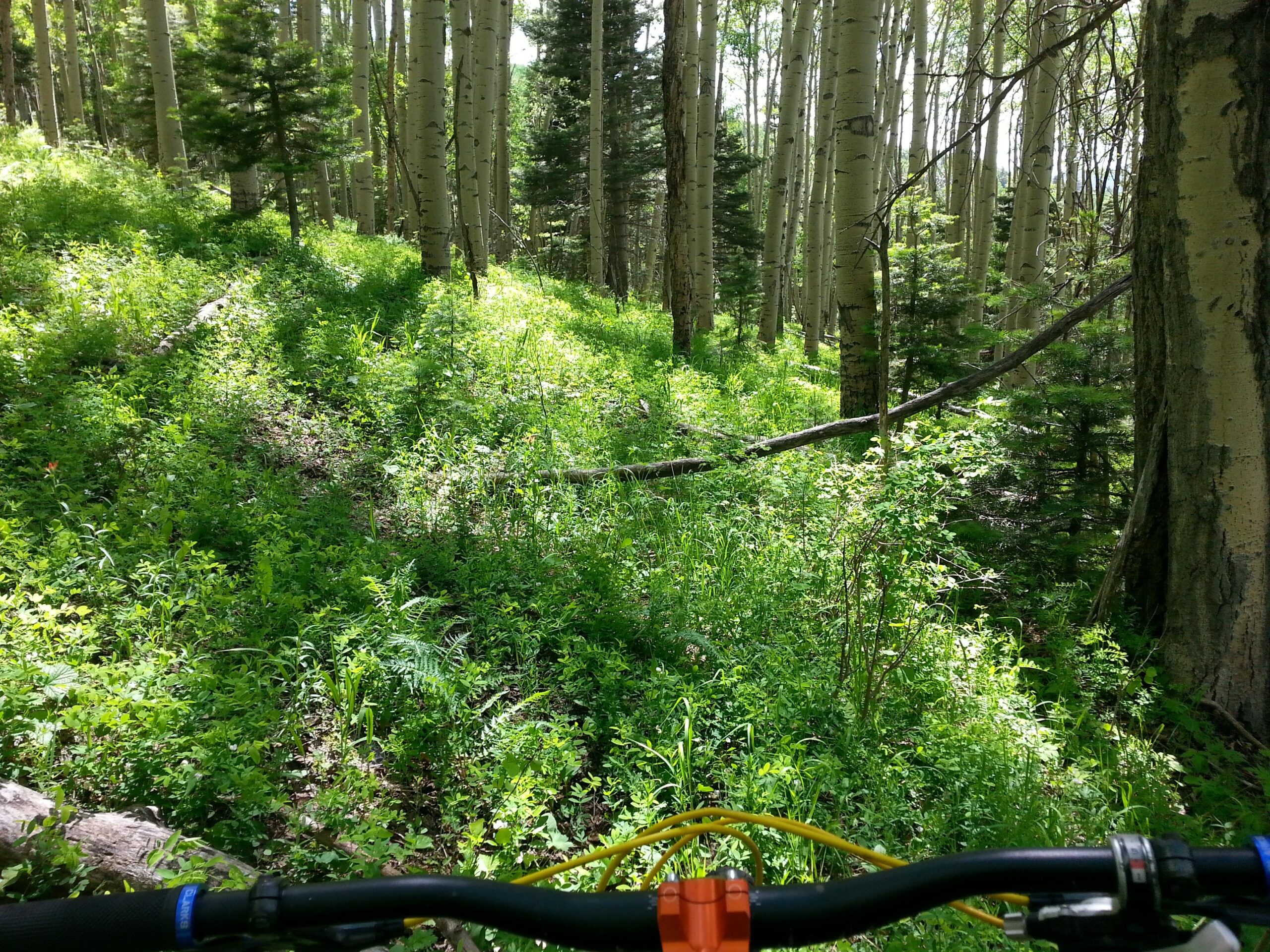 A view from a bicycle handlebar perspective, showing a lush green forest with tall trees and dense undergrowth. Sunlight filters through the leaves, illuminating the vibrant greenery along a narrow trail. Mondragon Canyon Trail #660 mountain bike trail.