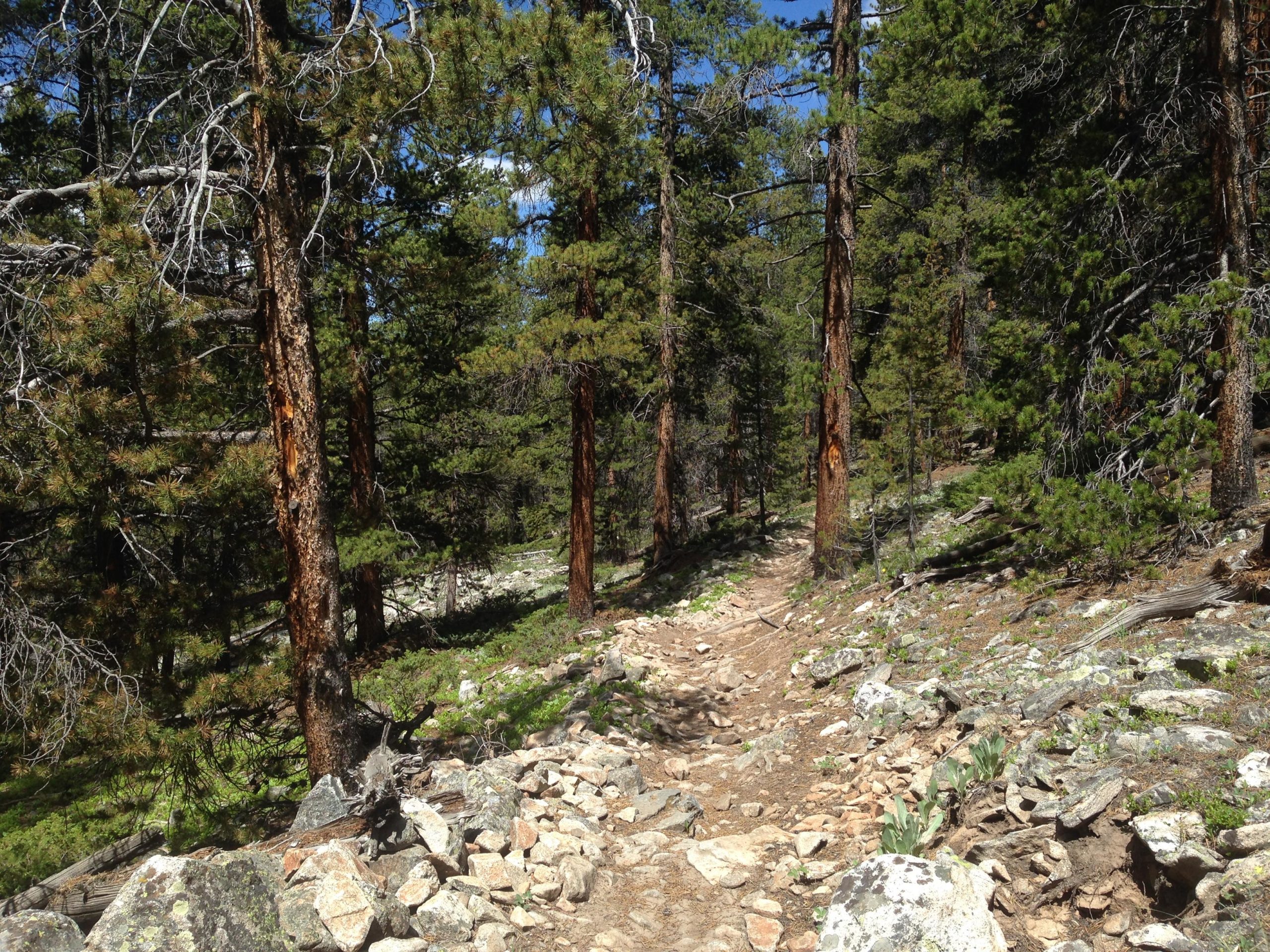 A rocky hiking trail winding through a dense forest of tall pine trees under a blue sky with scattered clouds. The ground is uneven with patches of dirt and stones. Timberline Trail mountain bike trail.