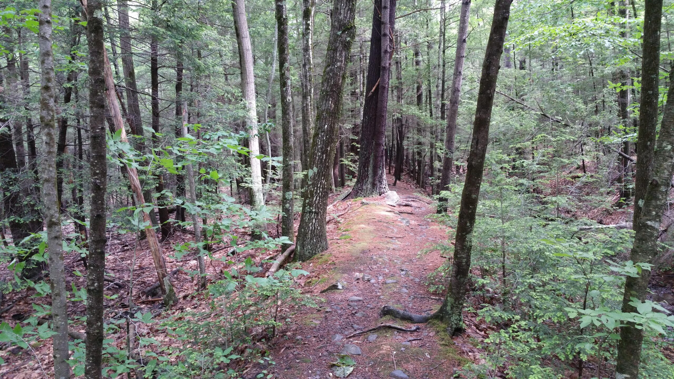 A serene forest path surrounded by tall trees and lush greenery, with a gentle slope leading deeper into the woods. The ground is covered with a mix of leaves, moss, and rocks, creating a natural trail. Phoenicia Trail mountain bike trail.