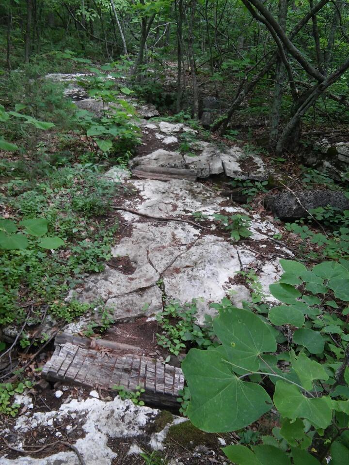 A rocky trail in a dense forest, surrounded by greenery and small plants. The path features large stones and a wooden plank partially visible on the ground. Sunlight filters through the trees, creating a natural, tranquil atmosphere. Cave-run Lake mountain bike trail.