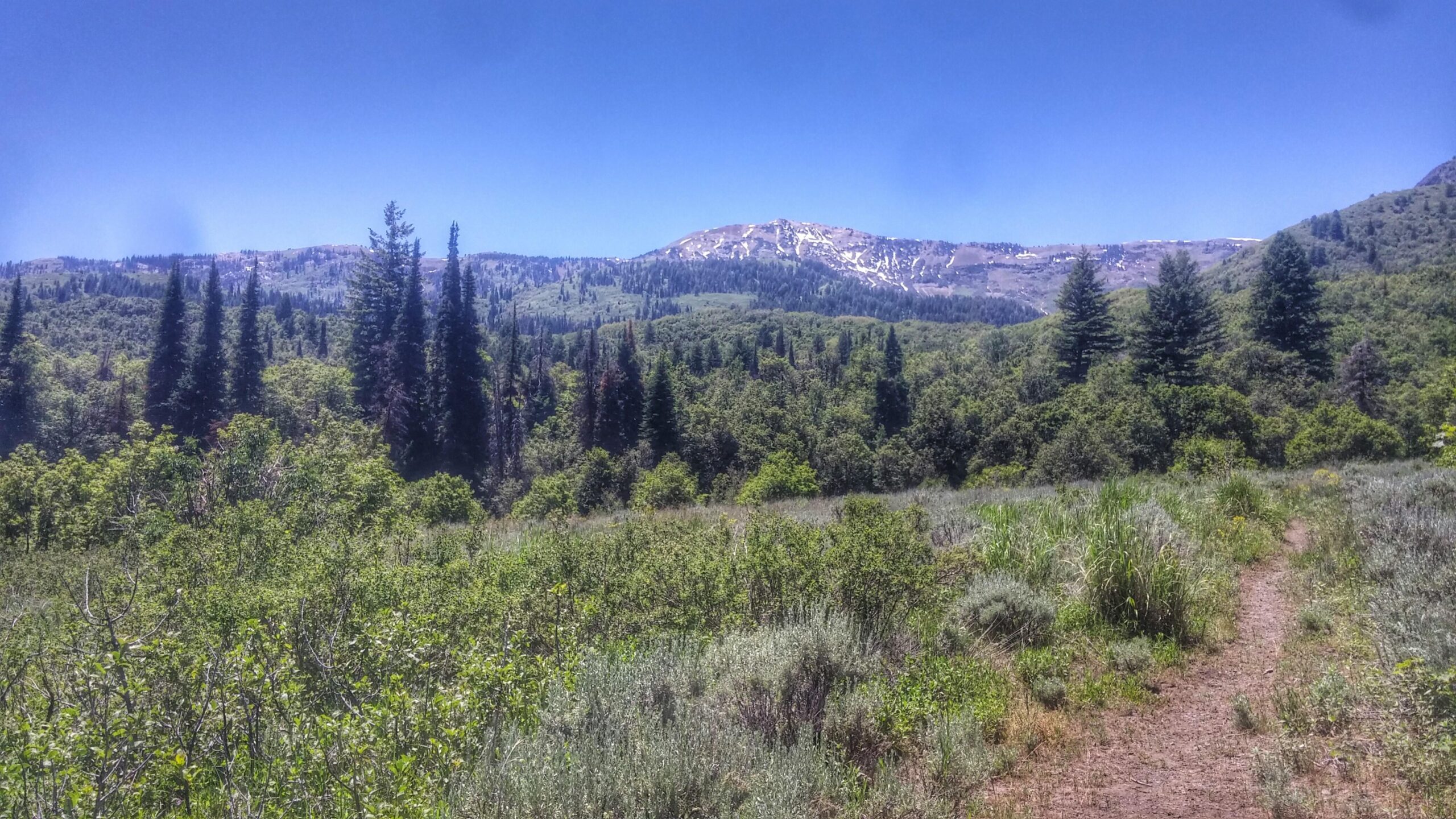 A scenic view of a lush green valley surrounded by mountains, featuring tall pine trees and a clear blue sky. The foreground includes a winding dirt path, while snowy peaks are visible in the distance. Cutler Flat mountain bike trail.