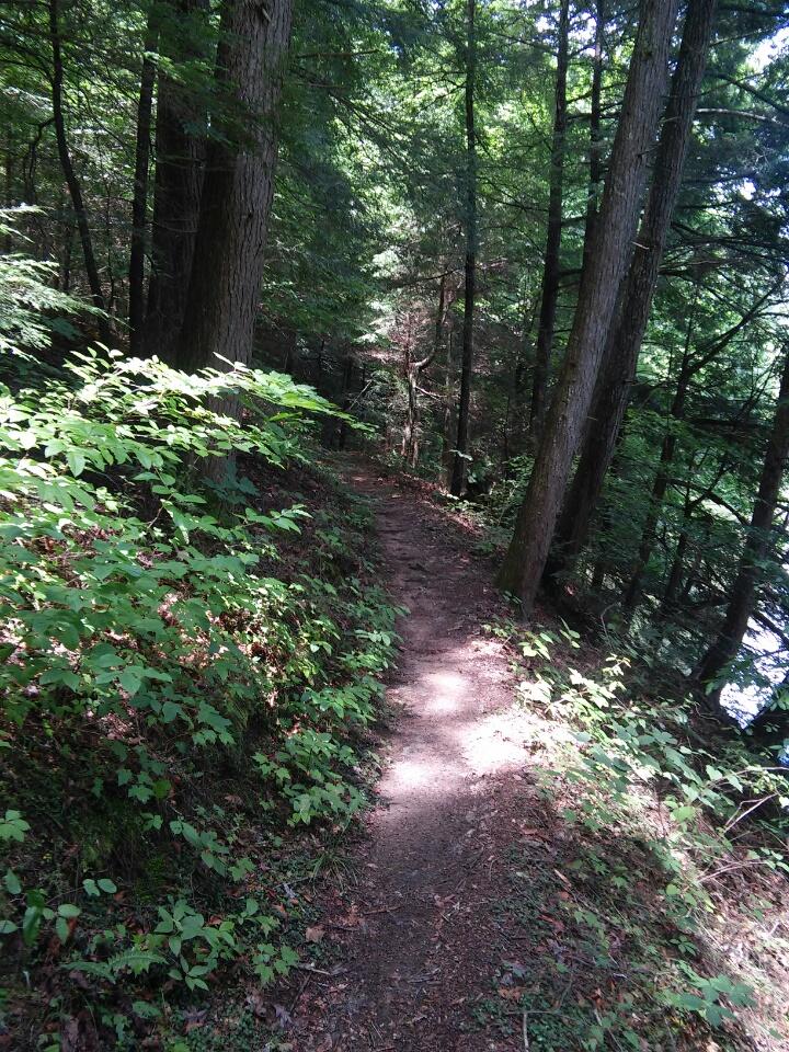 A narrow, winding dirt path through a lush forest, surrounded by tall trees and green underbrush, with dappled sunlight filtering through the leaves. Cane Creek (sheltowee Trace Trail) mountain bike trail.