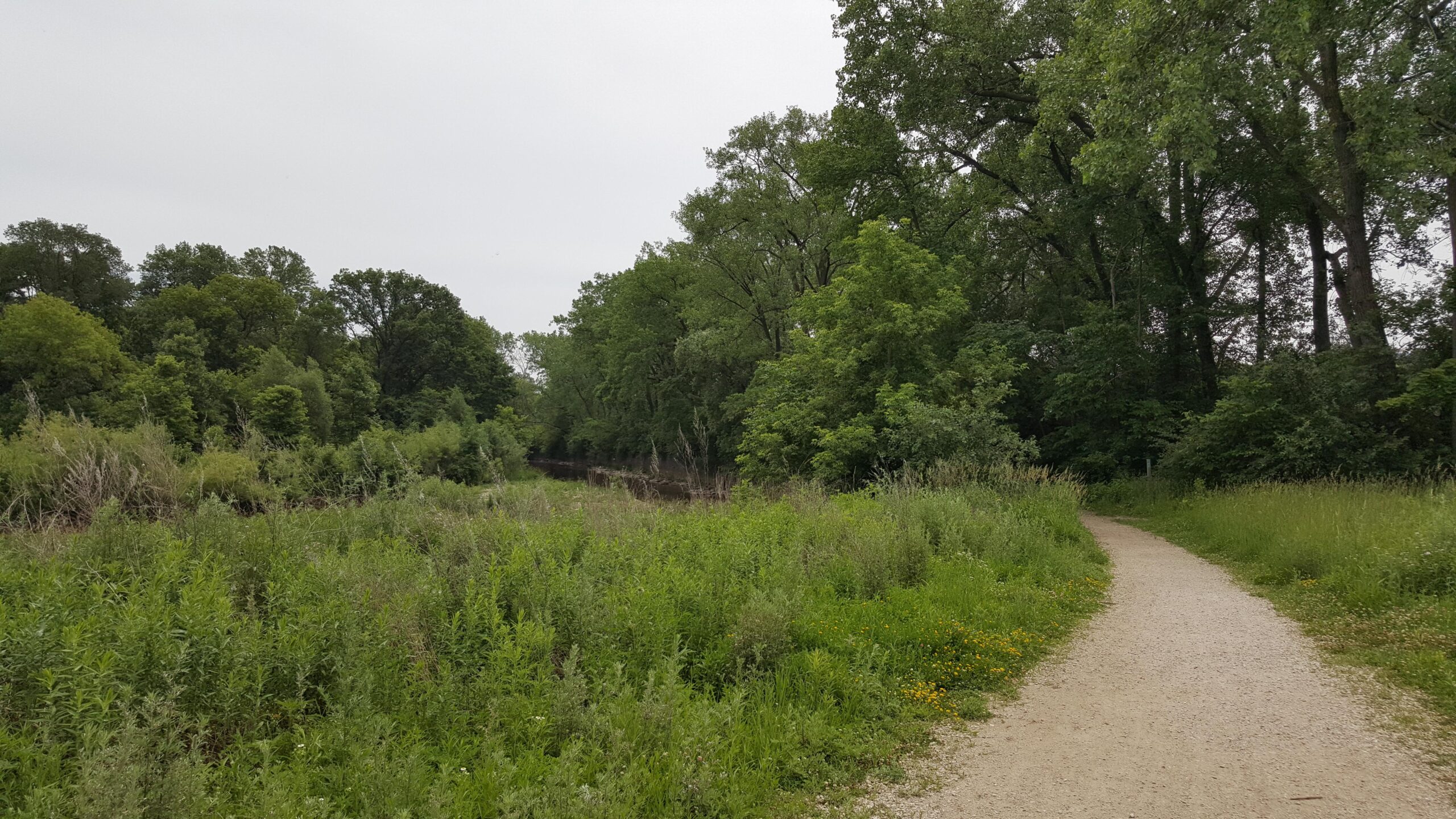 A tranquil nature scene featuring a winding gravel path surrounded by lush greenery and tall trees. In the background, a calm waterway is partially visible, adding to the serene atmosphere. The sky is overcast, creating a soft light that enhances the natural colors of the landscape. Hoyt Park mountain bike trail.