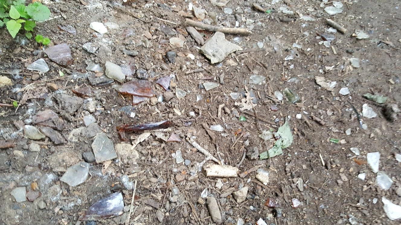 Alt text: A close-up view of a dirt ground covered with various small rocks, pieces of glass, and twigs, with some green foliage in the corner. Hoyt Park mountain bike trail.