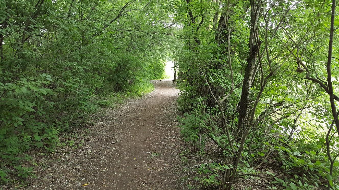 A narrow dirt path winding through lush green foliage, flanked by bushes and trees, leading to a bright light in the distance. The scene conveys a peaceful, natural landscape, inviting exploration. Hoyt Park mountain bike trail.