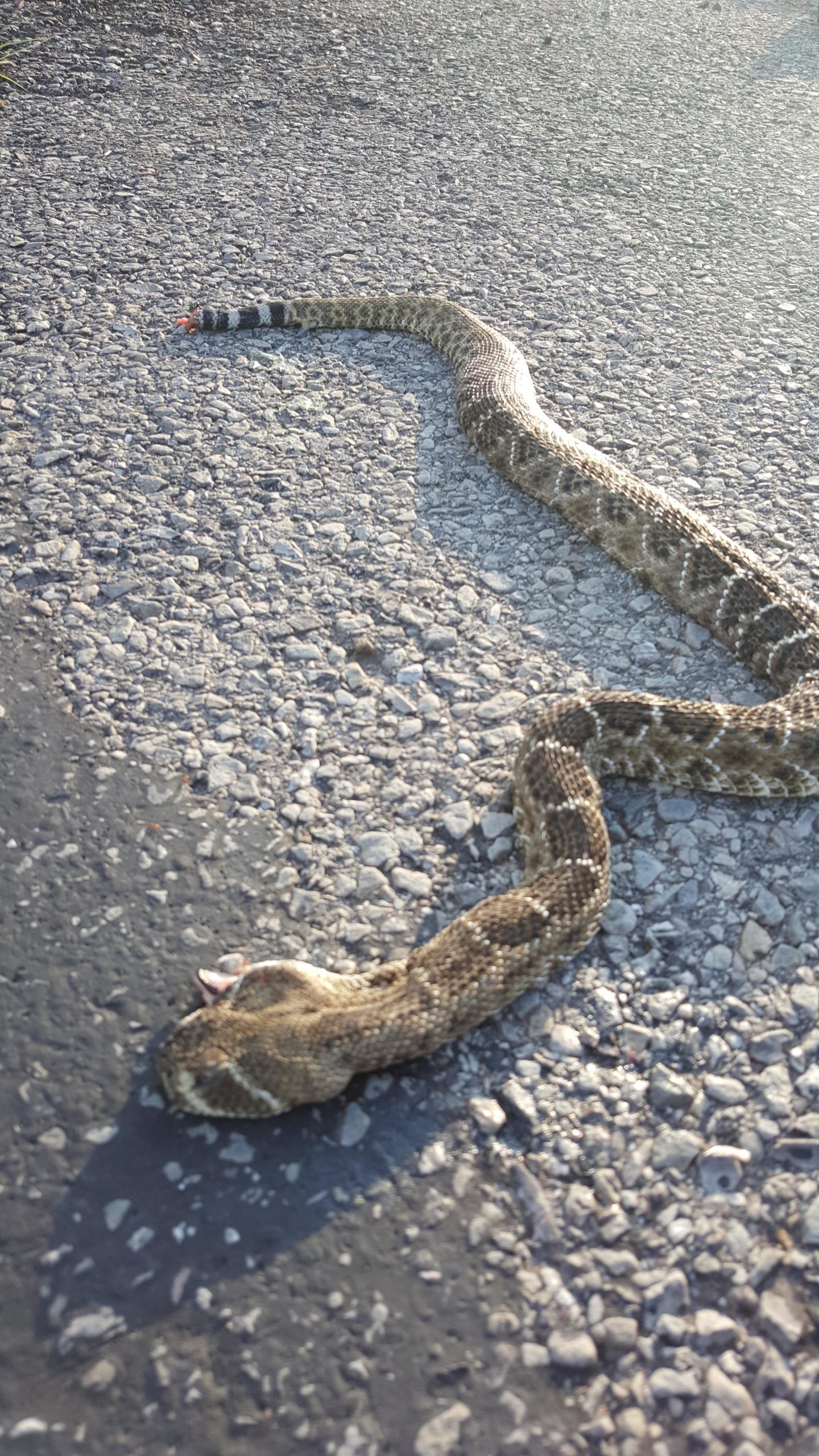 A large snake lying on a gravel road, partially coiled with its head visible. The snake's body features a patterned texture, blending tones of brown and tan, and there is a bit of the tail visible in the background. Sunlight casts shadows on the road surface, highlighting the snake's scales. Lake Lawtonka Trails mountain bike trail.