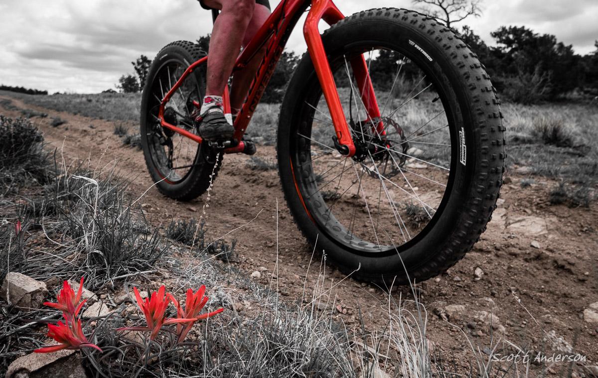 A close-up view of a person riding a bright red fat bike on a dirt trail, with one foot on the pedal and a backdrop of natural scenery. In the foreground, vibrant red flowers contrast against the muted earthy tones of the landscape and the bike. Trail #1424 mountain bike trail.