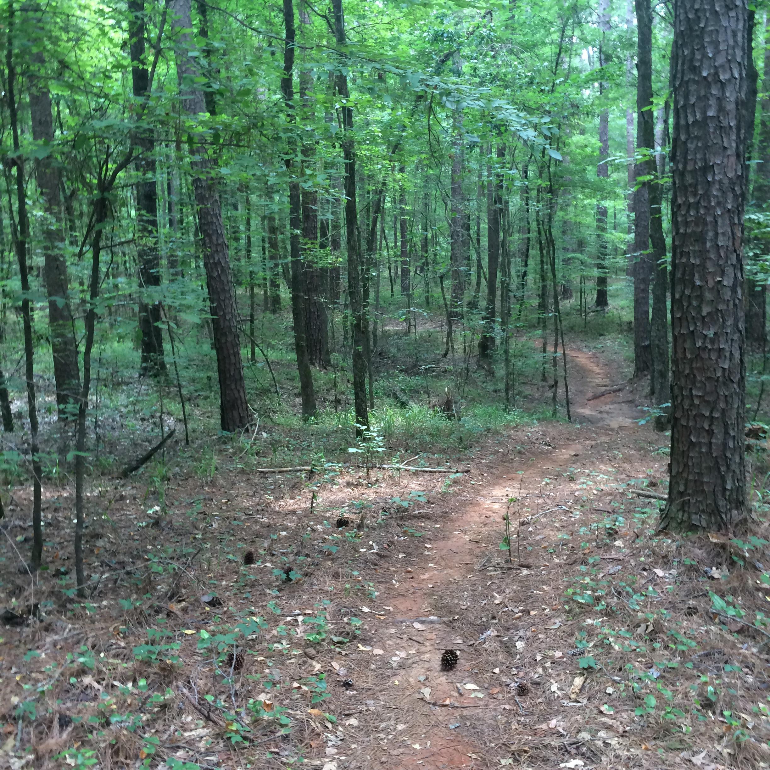 A winding dirt path through a lush green forest, surrounded by tall trees and dense foliage, with patches of sunlight filtering through the leaves. Pine cones and fallen leaves are scattered along the trail. Lincoln Parish Park mountain bike trail.