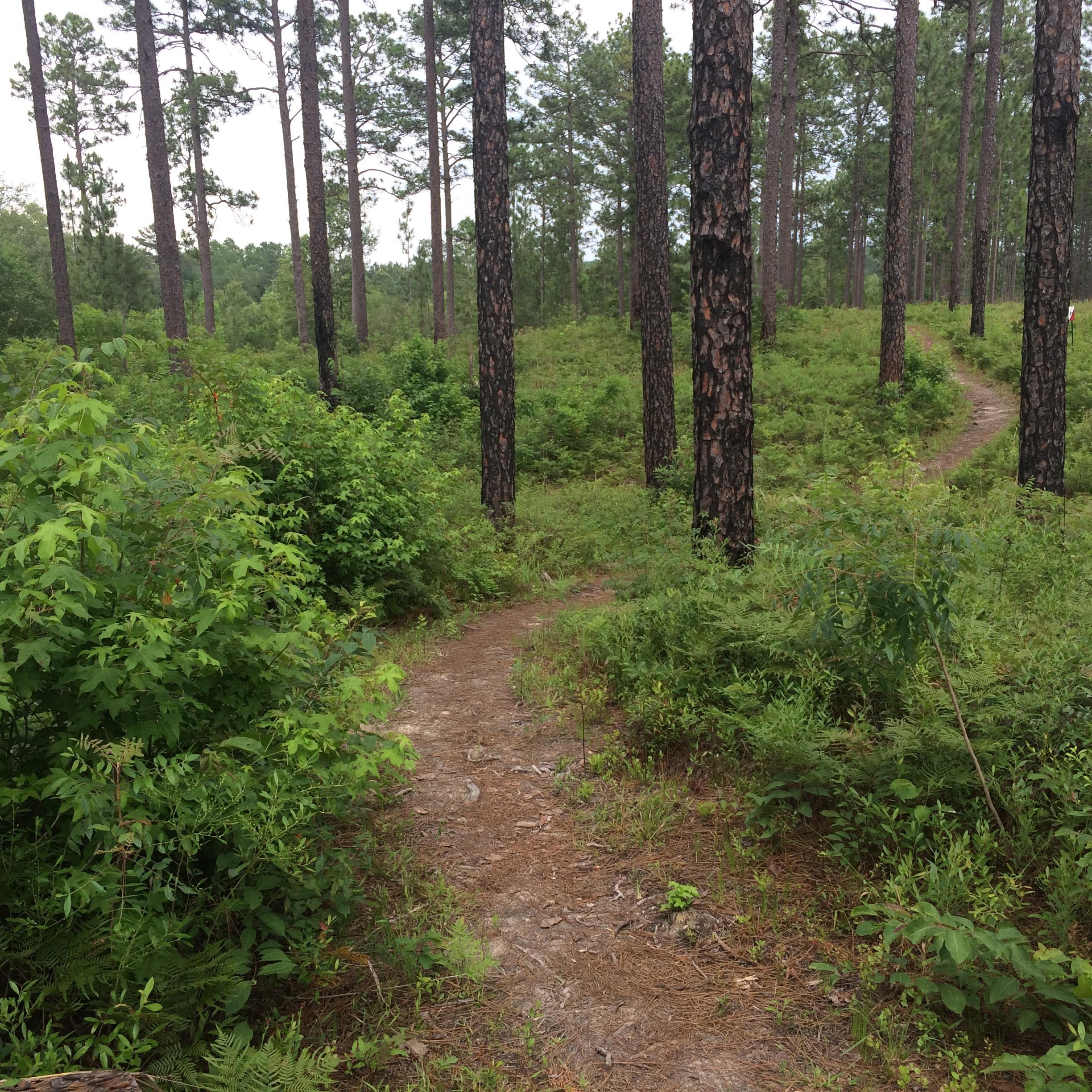 A winding dirt path through a dense forest, surrounded by tall pine trees and lush greenery. The trail diverges into two directions, inviting exploration. Golden Eagle Trail Complex / Tuffburg / Longleaf Trace mountain bike trail.