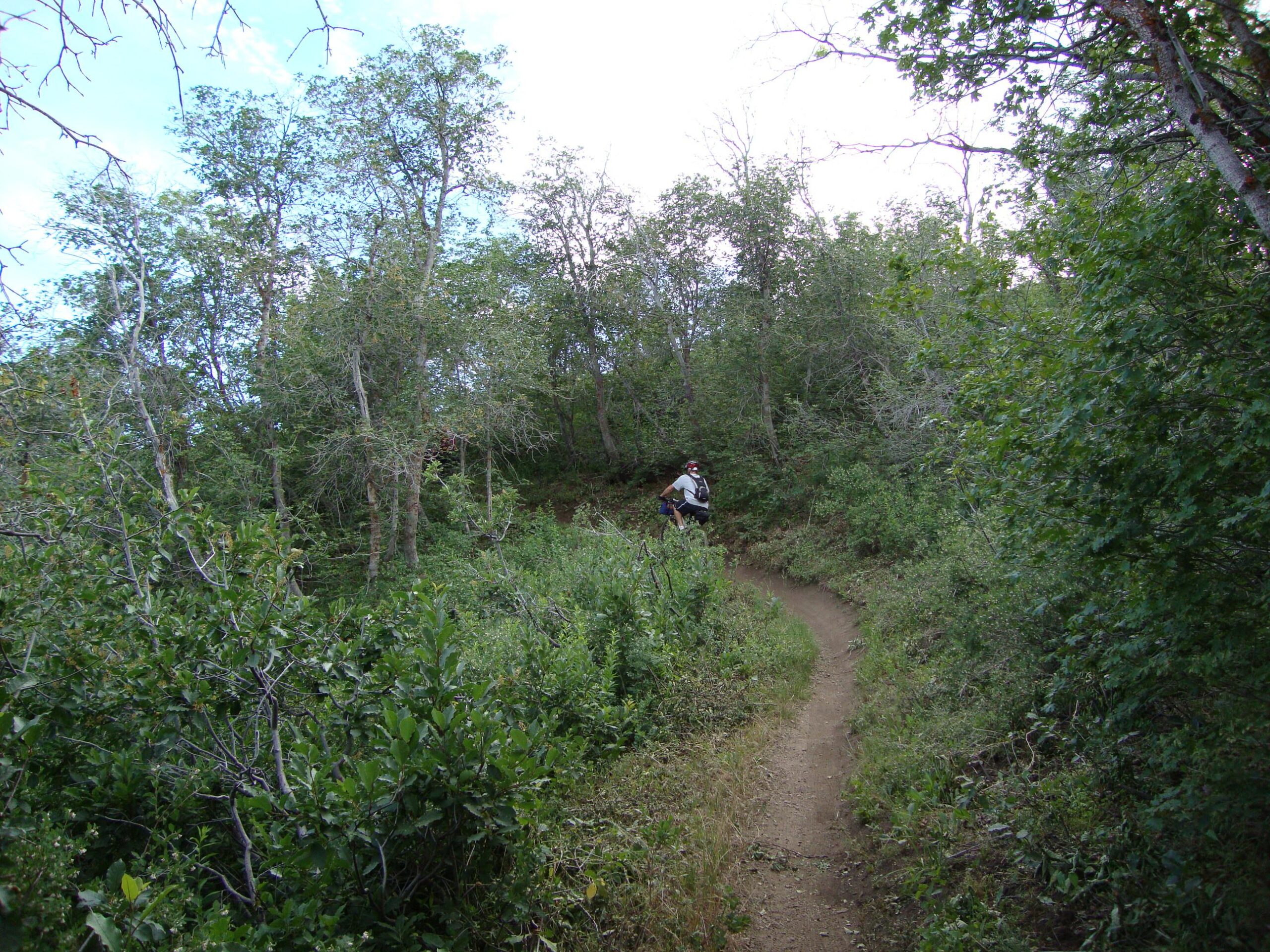A winding dirt trail surrounded by dense vegetation and trees, with a person visible in the distance sitting on the path. Bonneville Shoreline Trail - Ogden Section mountain bike trail.