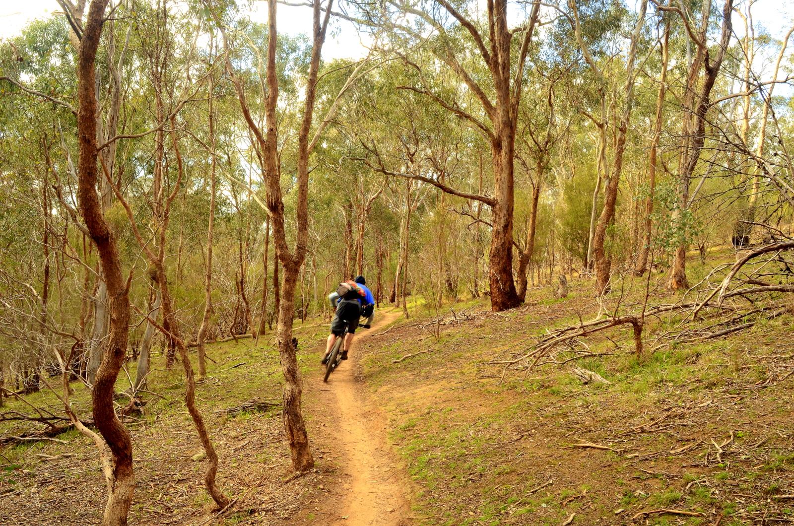 A person riding a mountain bike along a dirt trail surrounded by tall trees in a forested area. The scene depicts a natural landscape with green grass and scattered branches on the ground. Candle Bark Park mountain bike trail.