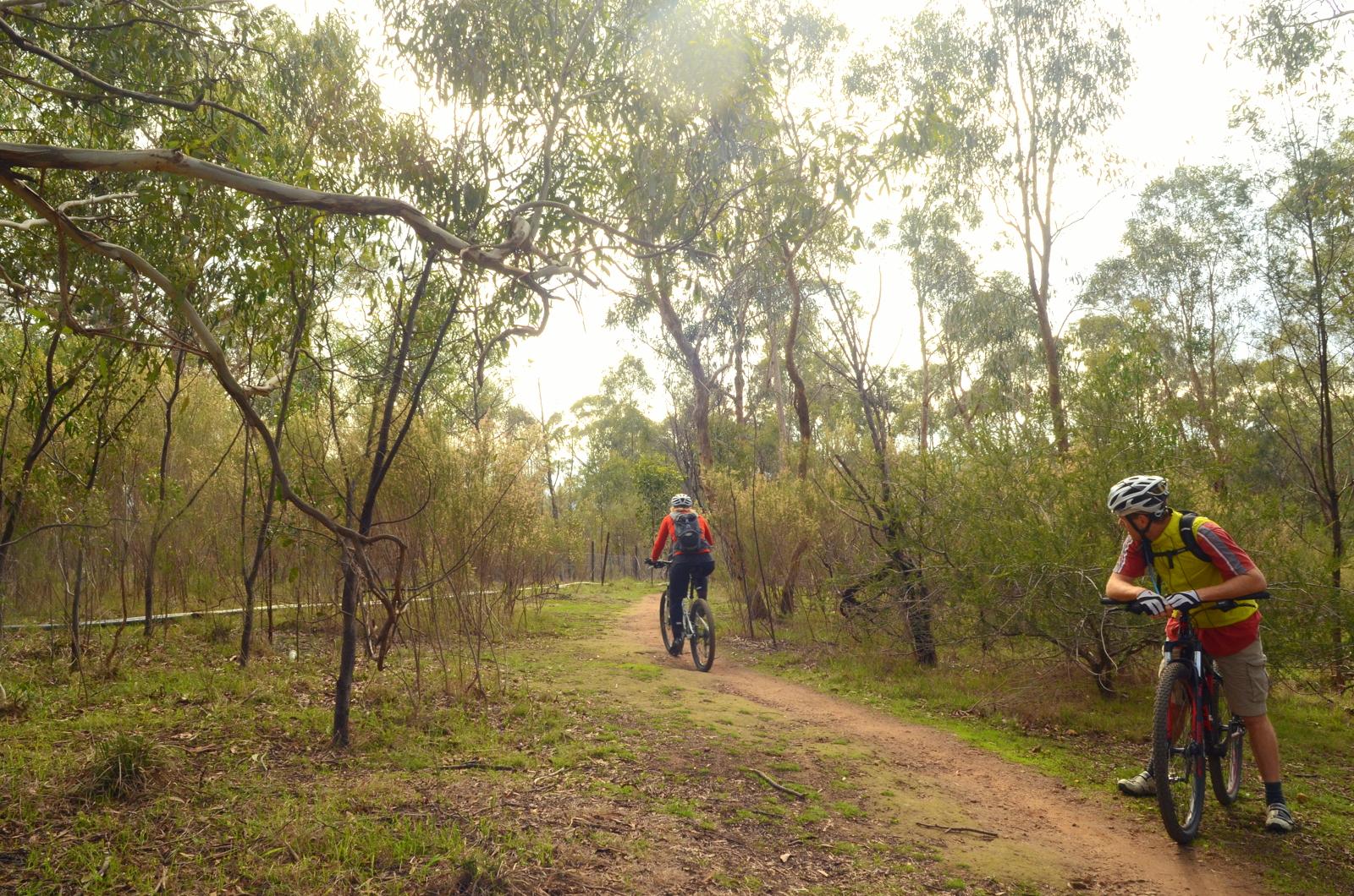 Two mountain bikers on a dirt trail in a forested area, surrounded by eucalyptus trees. One cyclist is riding down the path while the other is stopped, leaning on their bike and looking at something in the underbrush. The scene is brightened by natural light filtering through the trees. Candle Bark Park mountain bike trail.