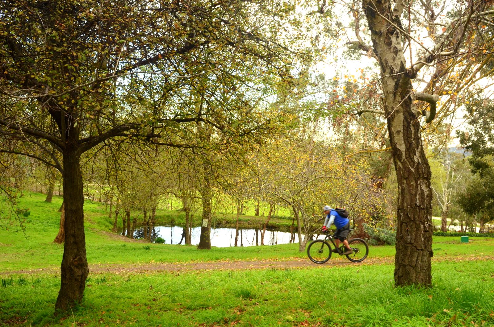 A cyclist riding a mountain bike along a grassy path, surrounded by trees and a pond in a peaceful outdoor setting. Candle Bark Park mountain bike trail.
