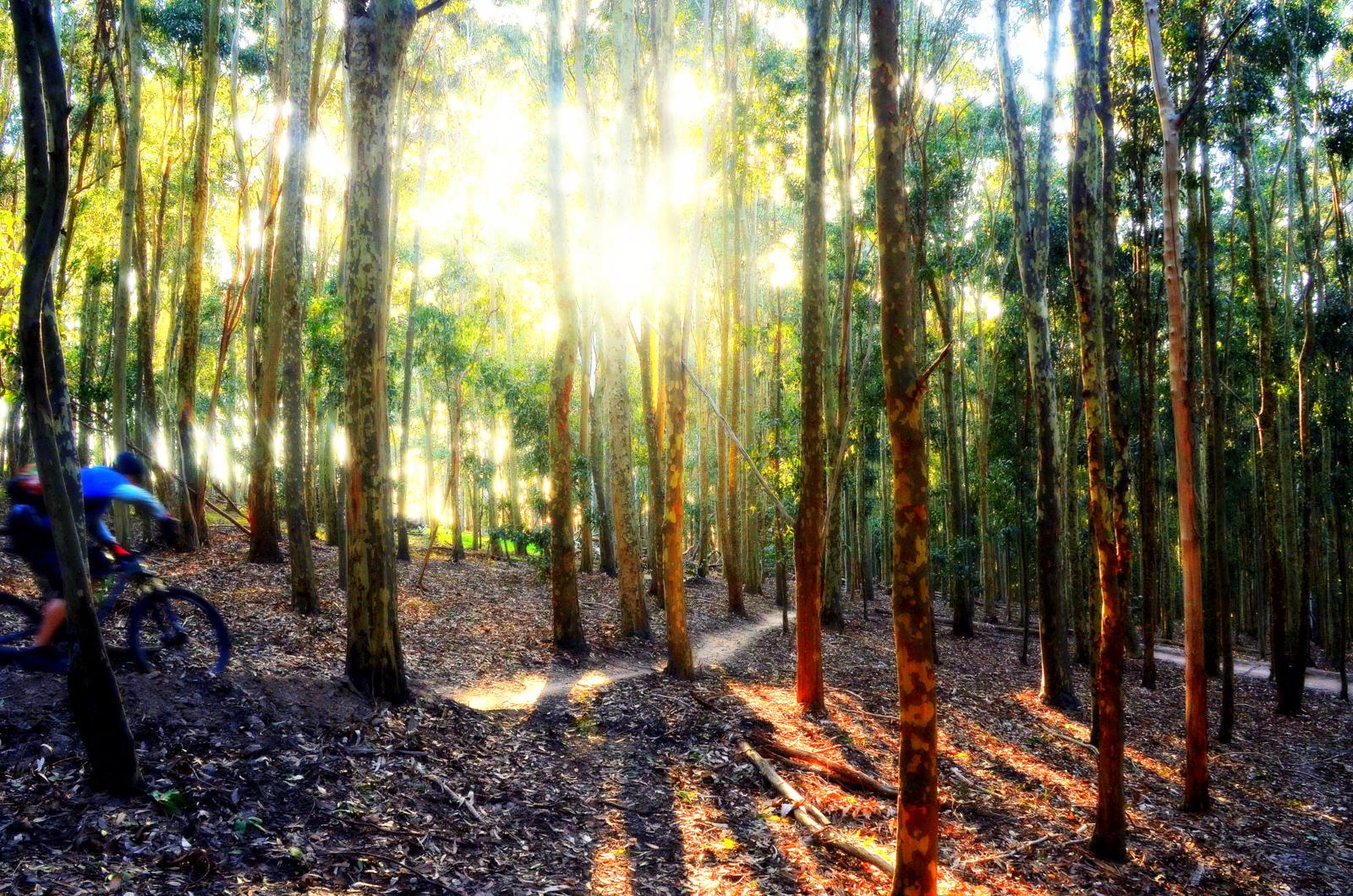 A mountain biker rides along a dirt path through a sunlit eucalyptus forest, with tall trees casting long shadows on the forest floor. Sunbeams filter through the foliage, creating a warm and vibrant atmosphere. Lysterfield Mountain Bike Area mountain bike trail.