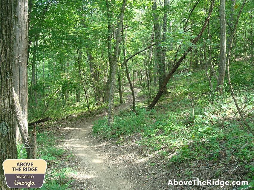 A scenic forest path winding through lush greenery, with trees lining each side and dappled sunlight filtering through the leaves. Ideal for hiking or nature walks. Enterprise South mountain bike trail.