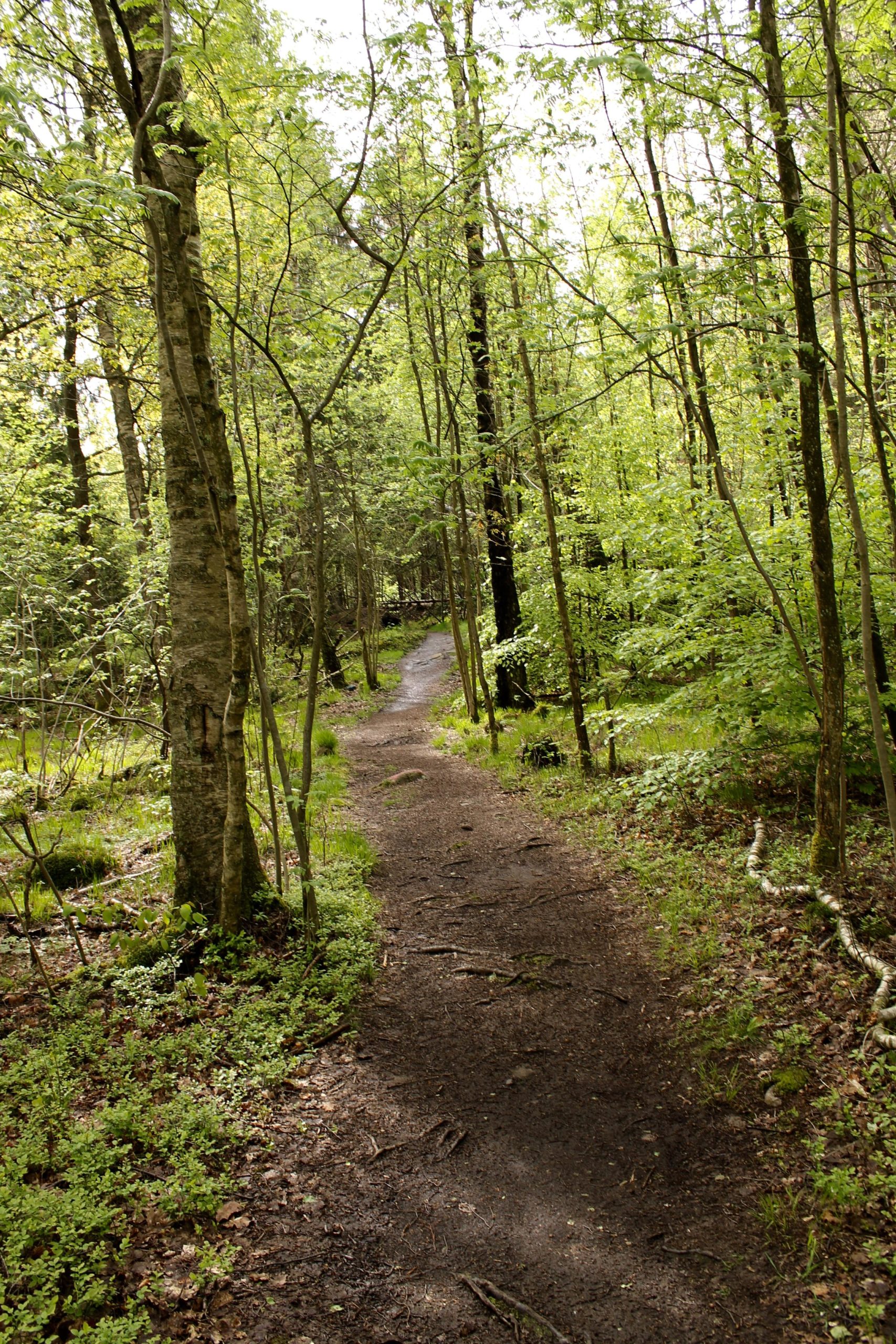 A narrow, winding dirt path meanders through a lush green forest, flanked by tall trees with vibrant leaves. Sunlight filters through the canopy, casting a serene ambiance on the natural landscape. The ground is covered in a mix of soft grass and scattered leaves, inviting exploration. Skatas Trail System mountain bike trail.