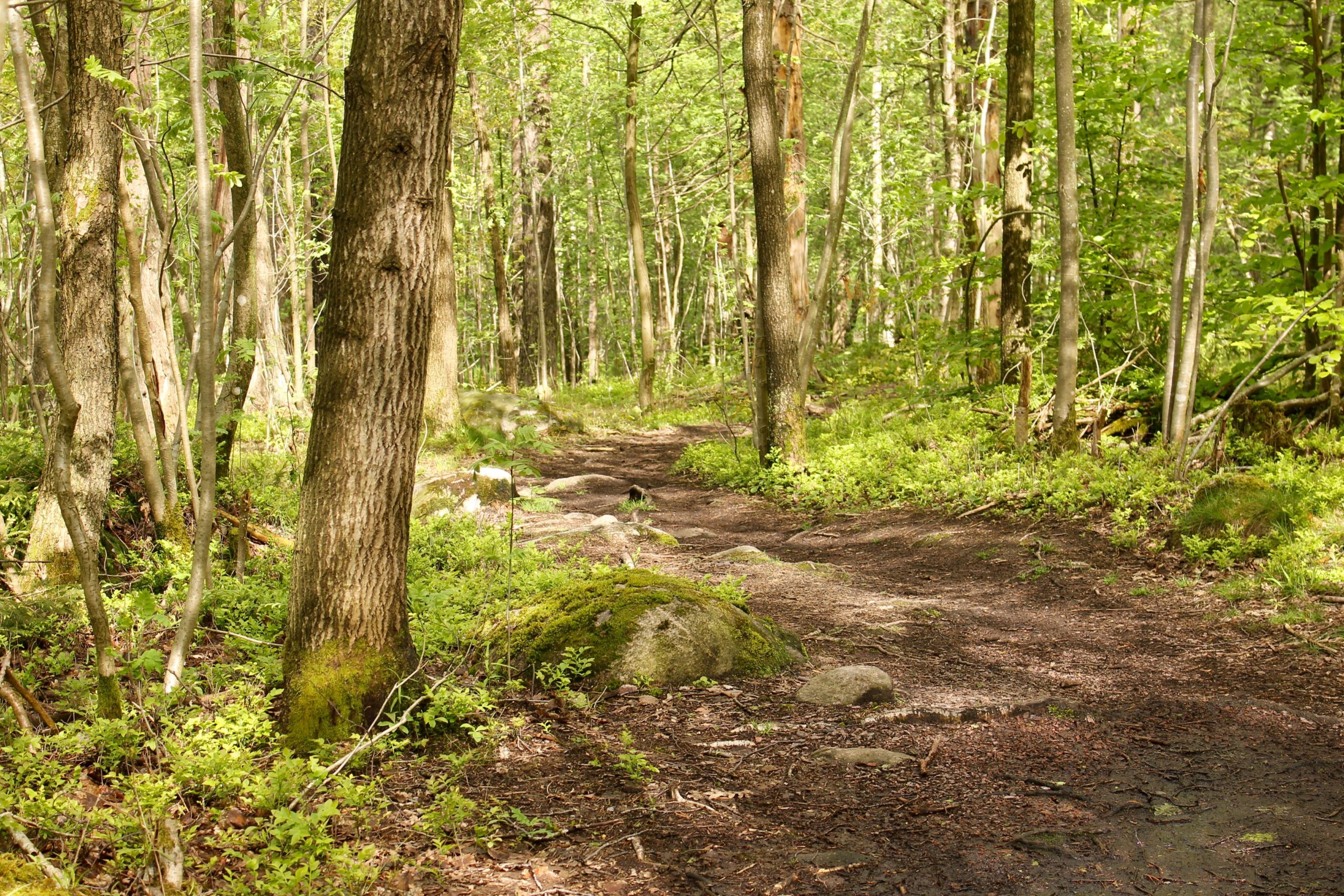 A serene forest path winding through tall trees, with lush green foliage and moss-covered rocks lining the trail. Sunlight filters through the leaves, creating a tranquil atmosphere in the woods. Skatas Trail System mountain bike trail.