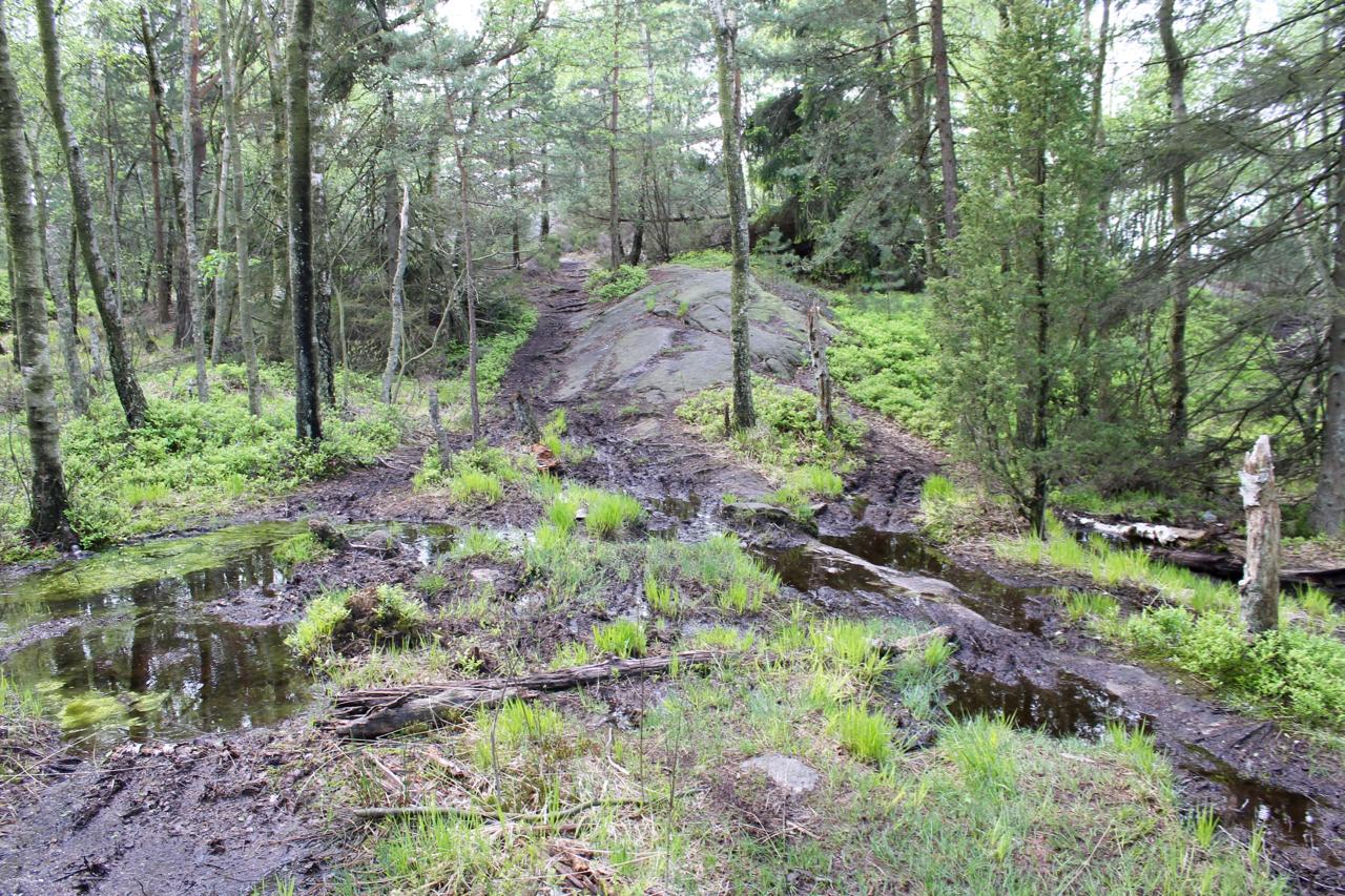 A serene forest scene featuring a rough, uneven trail that leads up a rocky incline. The foreground shows muddy patches and a small pool of water reflecting the surrounding greenery. Tall trees and dense underbrush frame the image, with patches of grass and small plants adding texture to the forest floor. Skatas Trail System mountain bike trail.