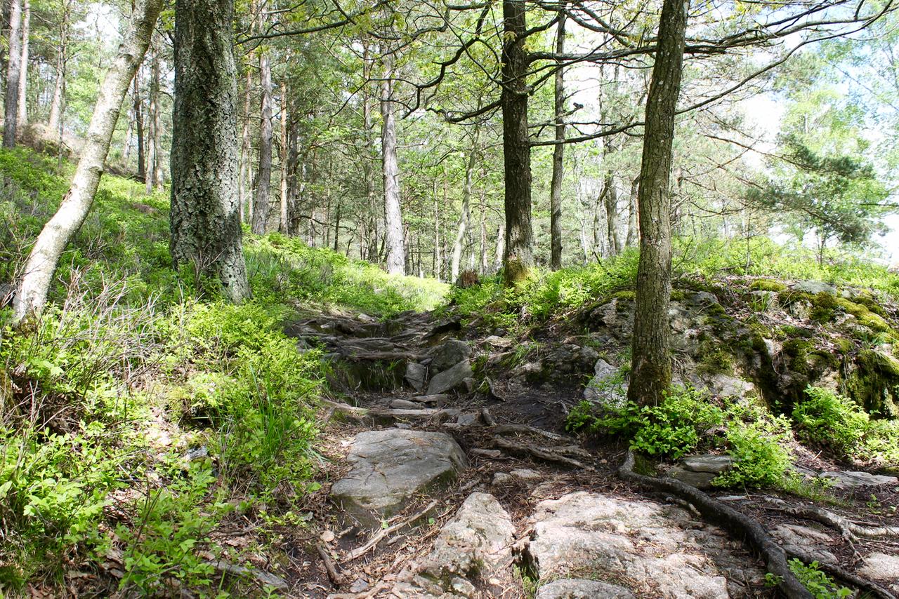 A rocky path winding through a green forest. Tall trees surround the trail, with sunlight filtering through the leaves, illuminating patches of grass and moss on the ground. Skatas Trail System mountain bike trail.