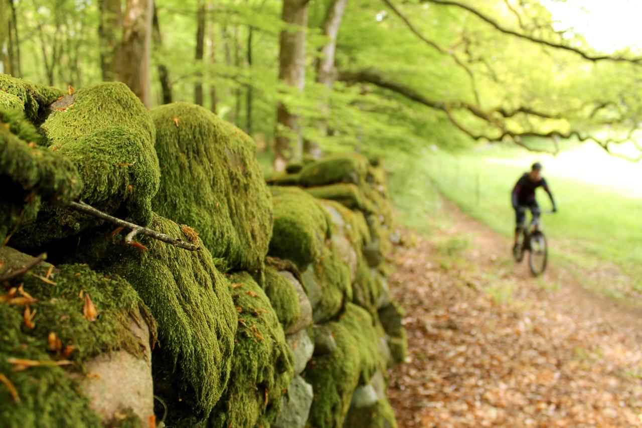 A moss-covered stone wall lines a dirt path in a lush green forest, with a blurred mountain biker riding along the trail in the background. The scene captures the tranquility of nature with vibrant foliage and earthy tones. Rada Trails mountain bike trail.