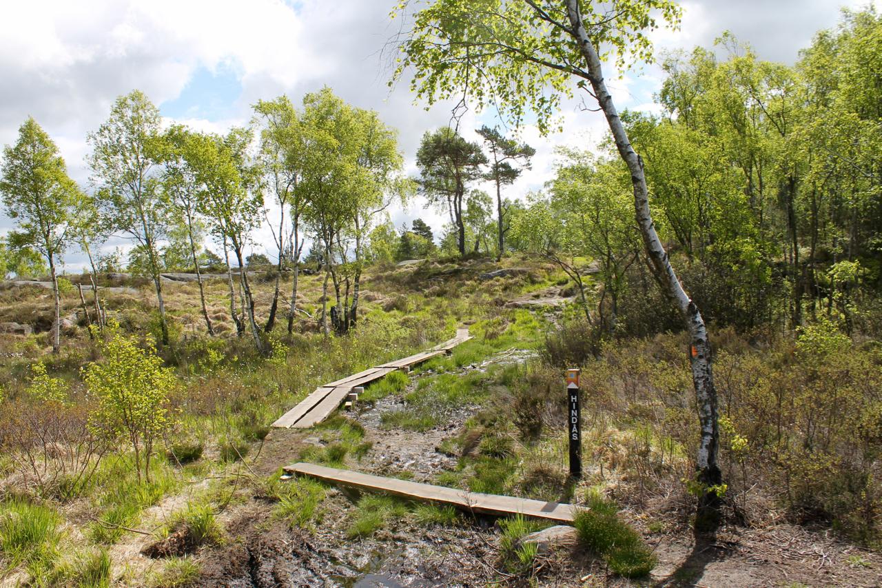 A winding wooden boardwalk path leads through a lush, green landscape with birch trees and shrubs under a cloudy sky. The path is surrounded by grasses and wetland vegetation, indicating a natural area, likely for walking or hiking. A signpost along the path is labeled "HINDAS." Skatas Trail System mountain bike trail.
