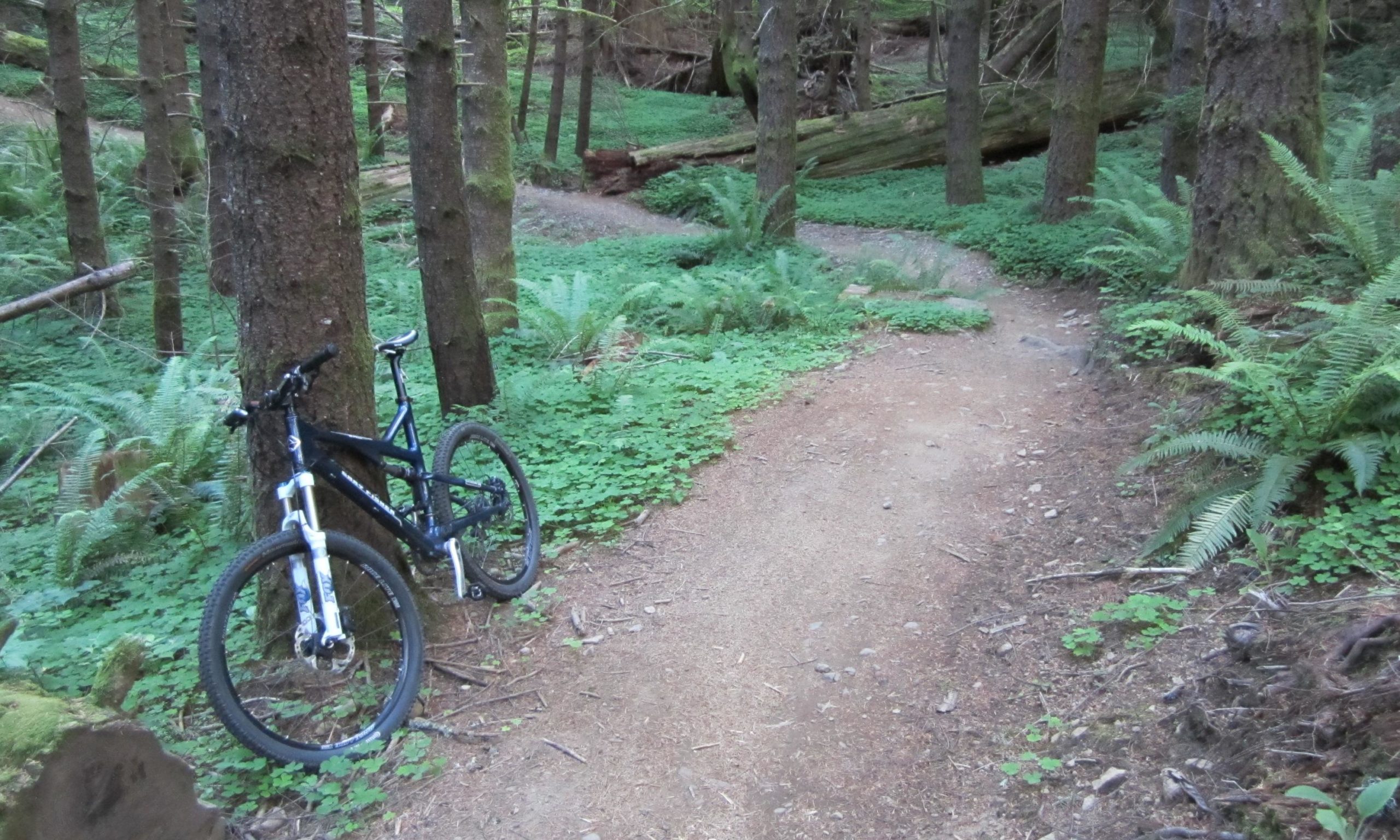 A black mountain bike rests against a tree on a dirt trail surrounded by lush greenery and ferns, with a winding path visible in the background through a forested area. Sandy Ridge mountain bike trail.