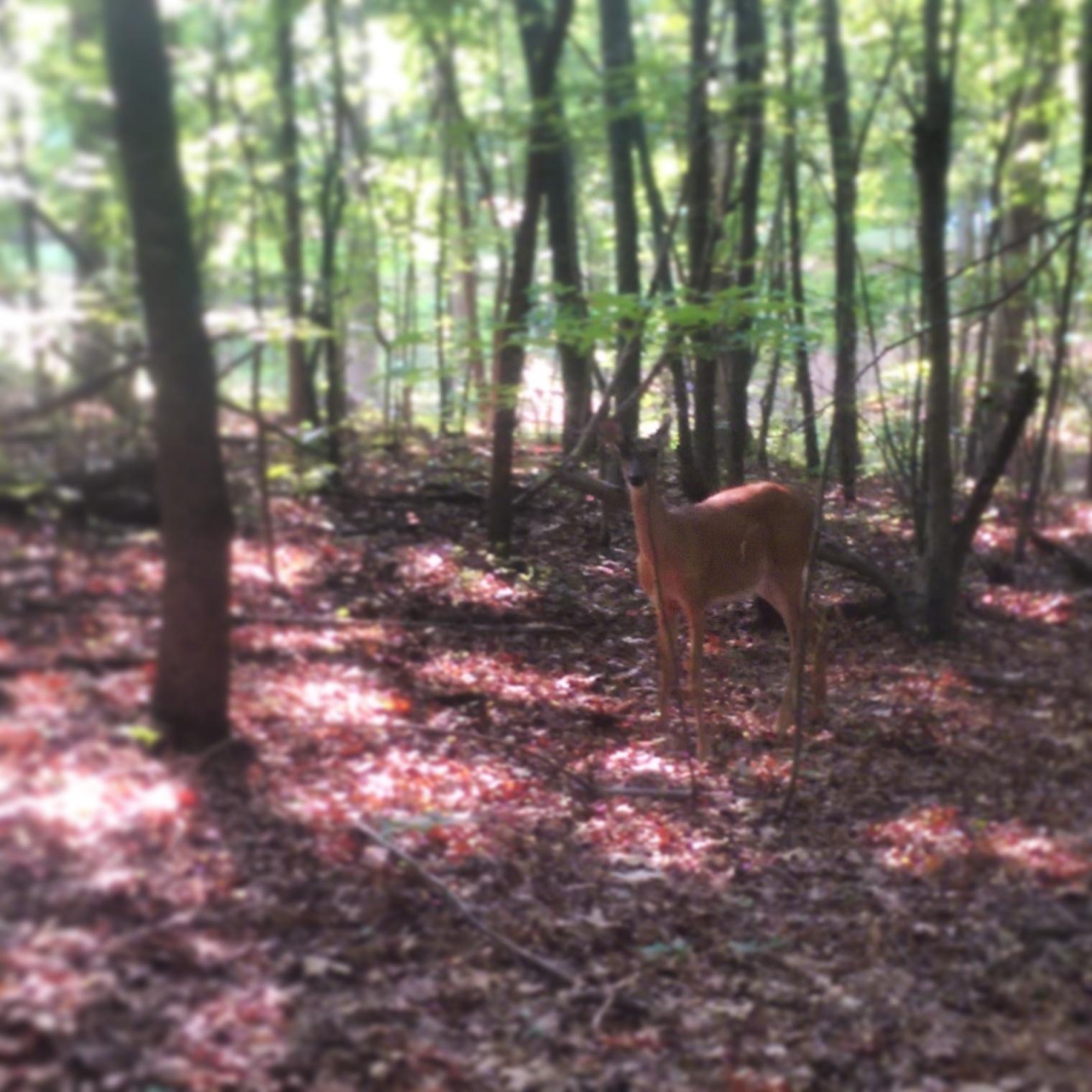 A deer standing in a wooded area with dappled sunlight filtering through the trees, surrounded by fallen leaves and vegetation. The image has a soft focus, emphasizing the natural setting. Copperhead Trail mountain bike trail.