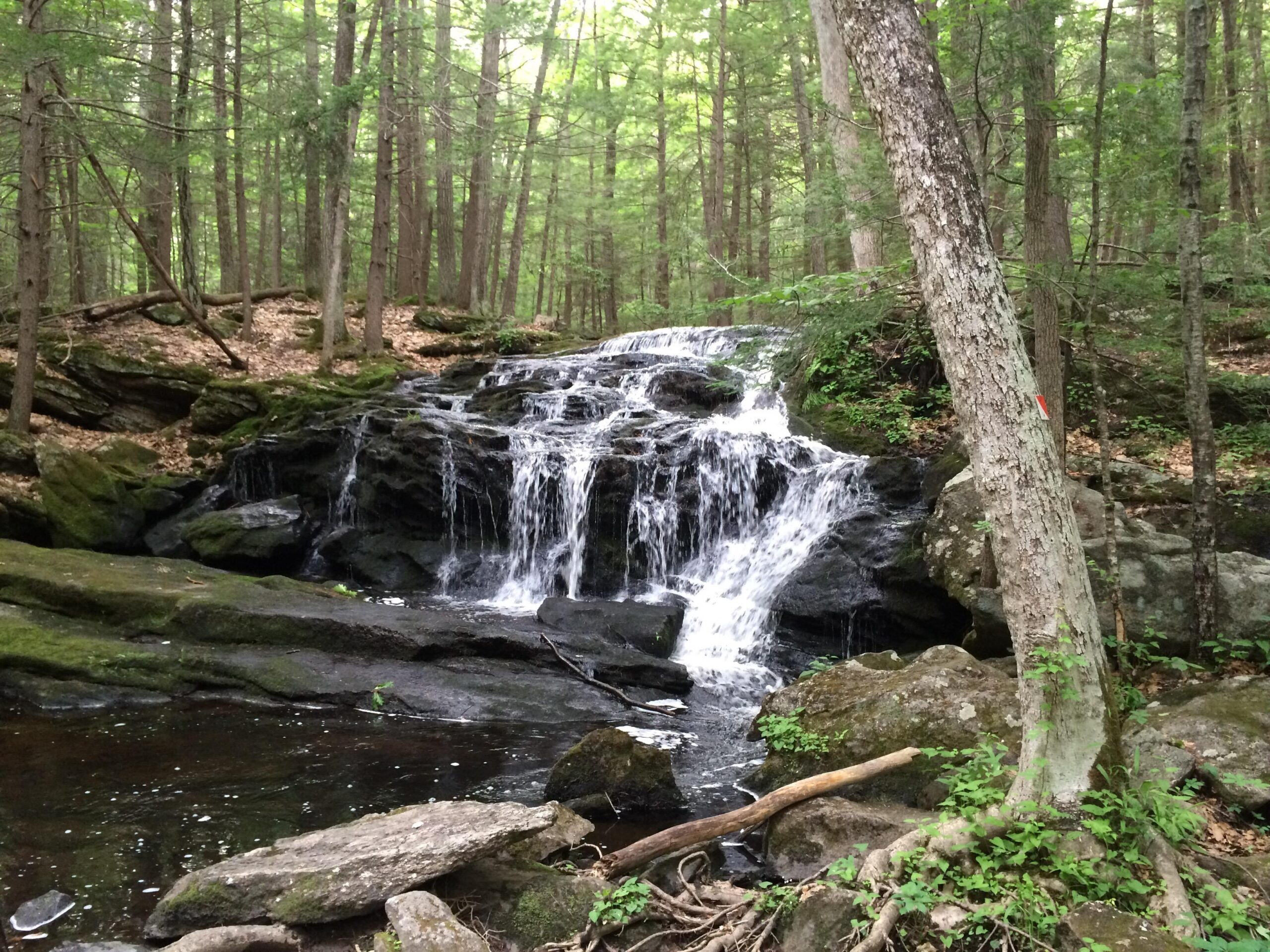 A serene forest scene featuring a small waterfall cascading over rocky ledges into a tranquil pool. Surrounding the waterfall are lush green trees and foliage, with leaves and branches scattered on the ground, creating a peaceful natural environment. Tucker Brook Town Forest mountain bike trail.