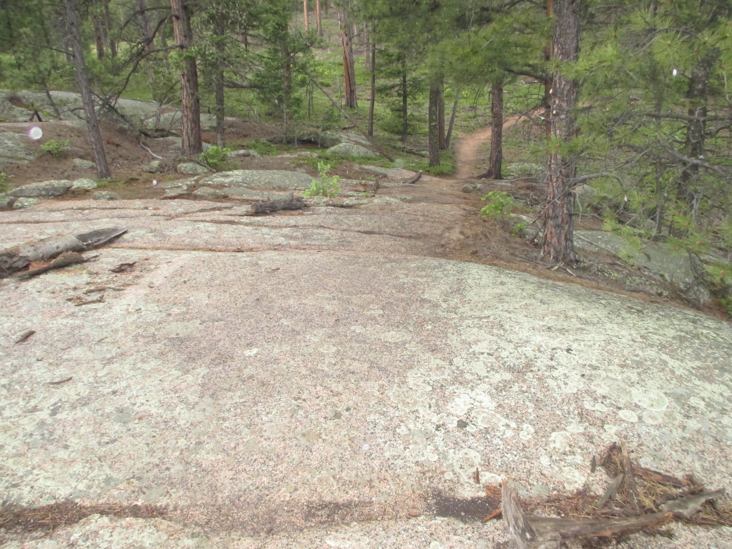 A rocky landscape in a forested area, featuring large, smooth boulders covered with lichen. In the background, a winding dirt path leads through the trees, surrounded by pine trees and underbrush. The scene captures the natural beauty of a wooded area, suggesting a tranquil outdoor setting. Little Scraggy mountain bike trail.