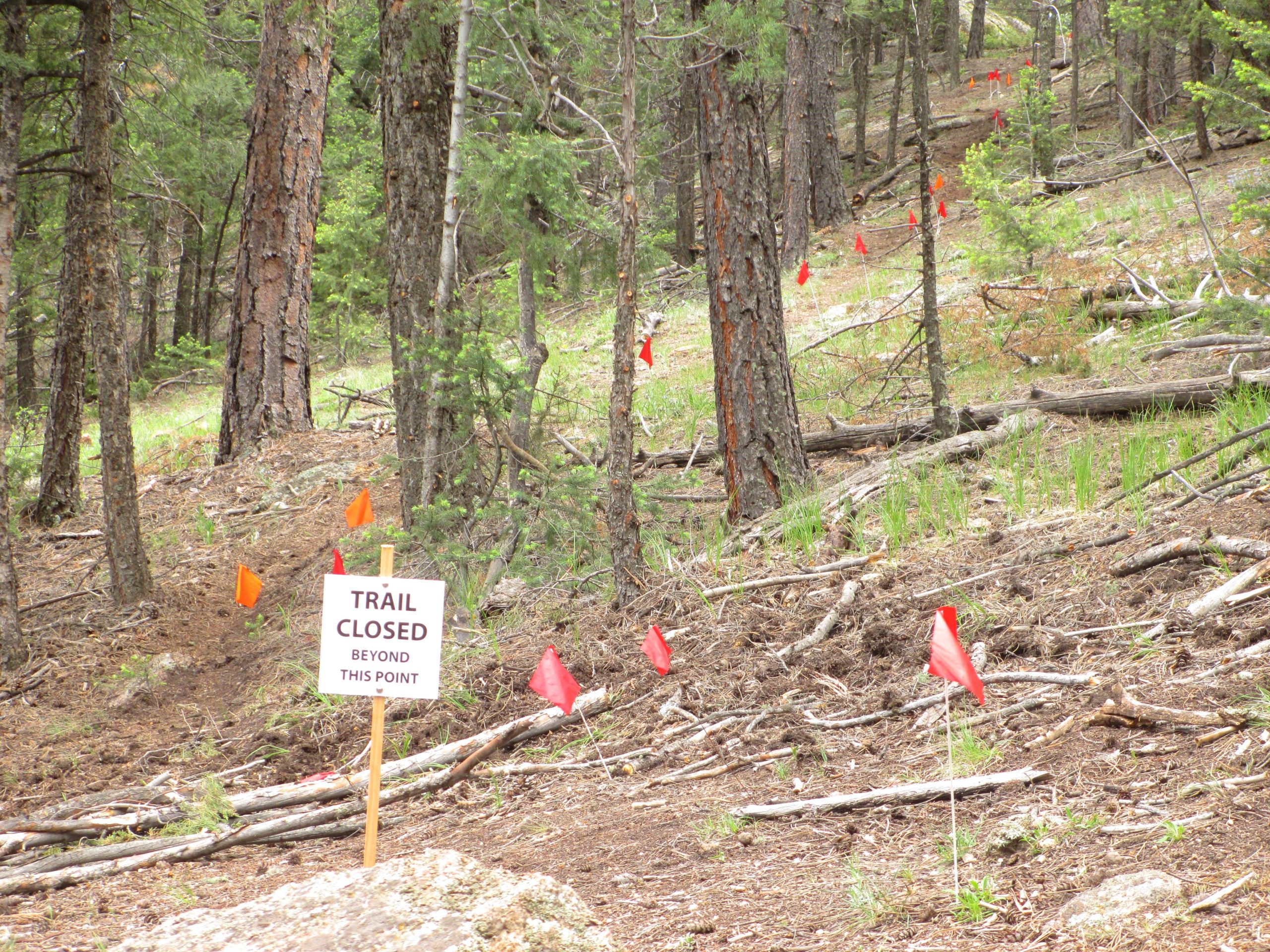 A forested area with trees, showing a sign that reads "TRAIL CLOSED BEYOND THIS POINT." Bright red and orange flags are placed along the ground, indicating the trail closure. The ground is covered with brown earth, fallen branches, and some green grass. Little Scraggy mountain bike trail.