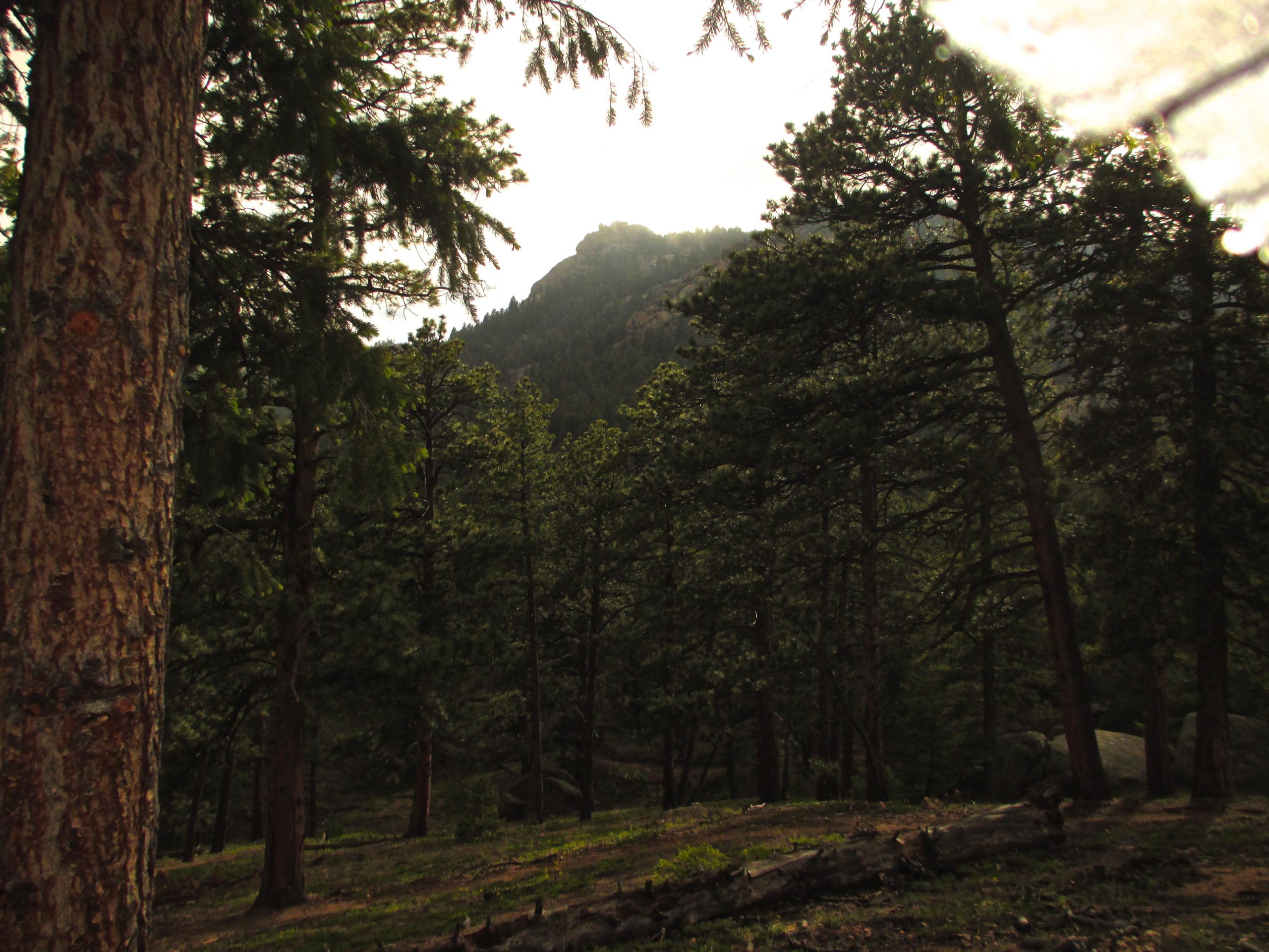 A scenic view of a forest with tall pine trees, showcasing a mountainous backdrop shrouded in mist. The ground is covered with fallen branches and greenery, while sunlight filters through the tree canopy, creating a tranquil and inviting atmosphere. Little Scraggy mountain bike trail.