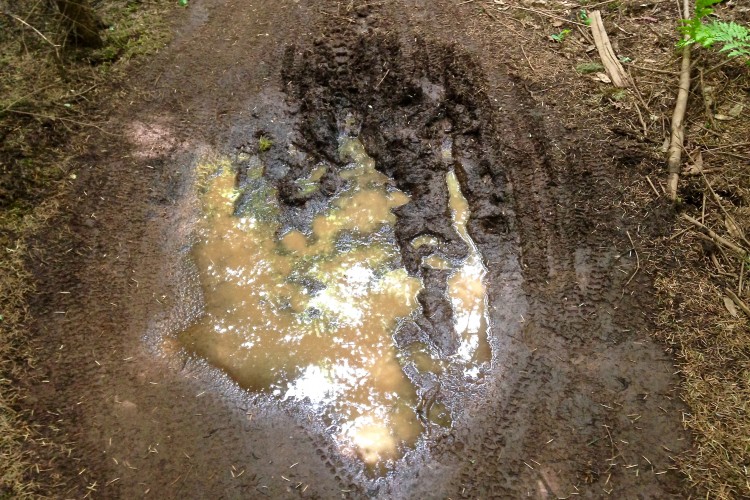 A muddy path in a wooded area featuring a large puddle reflecting sunlight. Tire tracks are visible in the dirt, and patches of grass and fallen leaves surround the puddle.