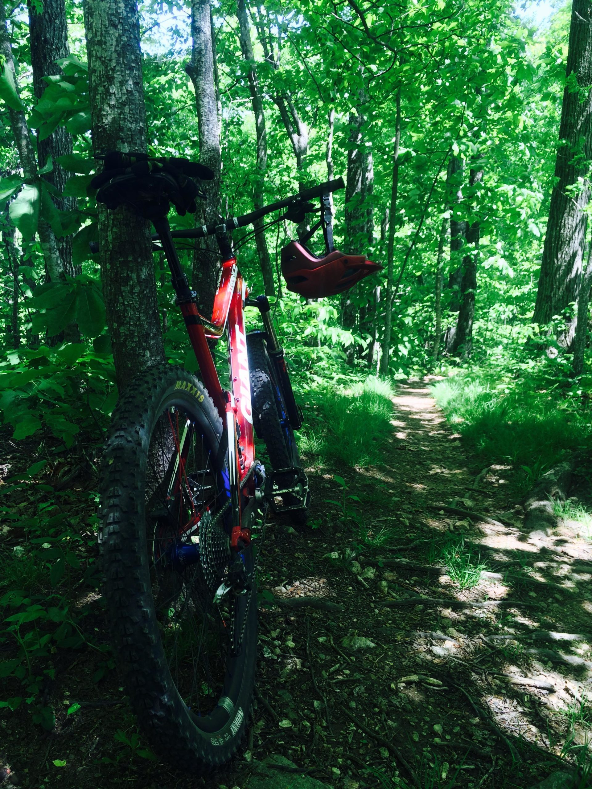 A red mountain bike rests against a tree in a lush green forest, with a trail visible in the background. Sunlight filters through the leaves, creating a vibrant, natural scene. The bike features thick tires and a helmet hanging from the handlebars. Black Mountain mountain bike trail.