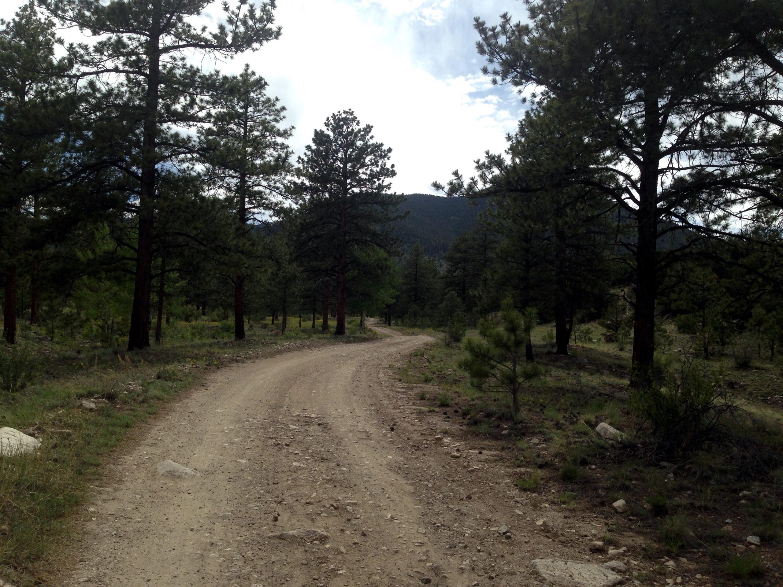 A winding dirt road meanders through a dense forest of tall pine trees, surrounded by green underbrush. In the background, rolling hills and a partly cloudy sky can be seen, creating a peaceful, natural atmosphere. Raspberry Gulch Road / #273 mountain bike trail.