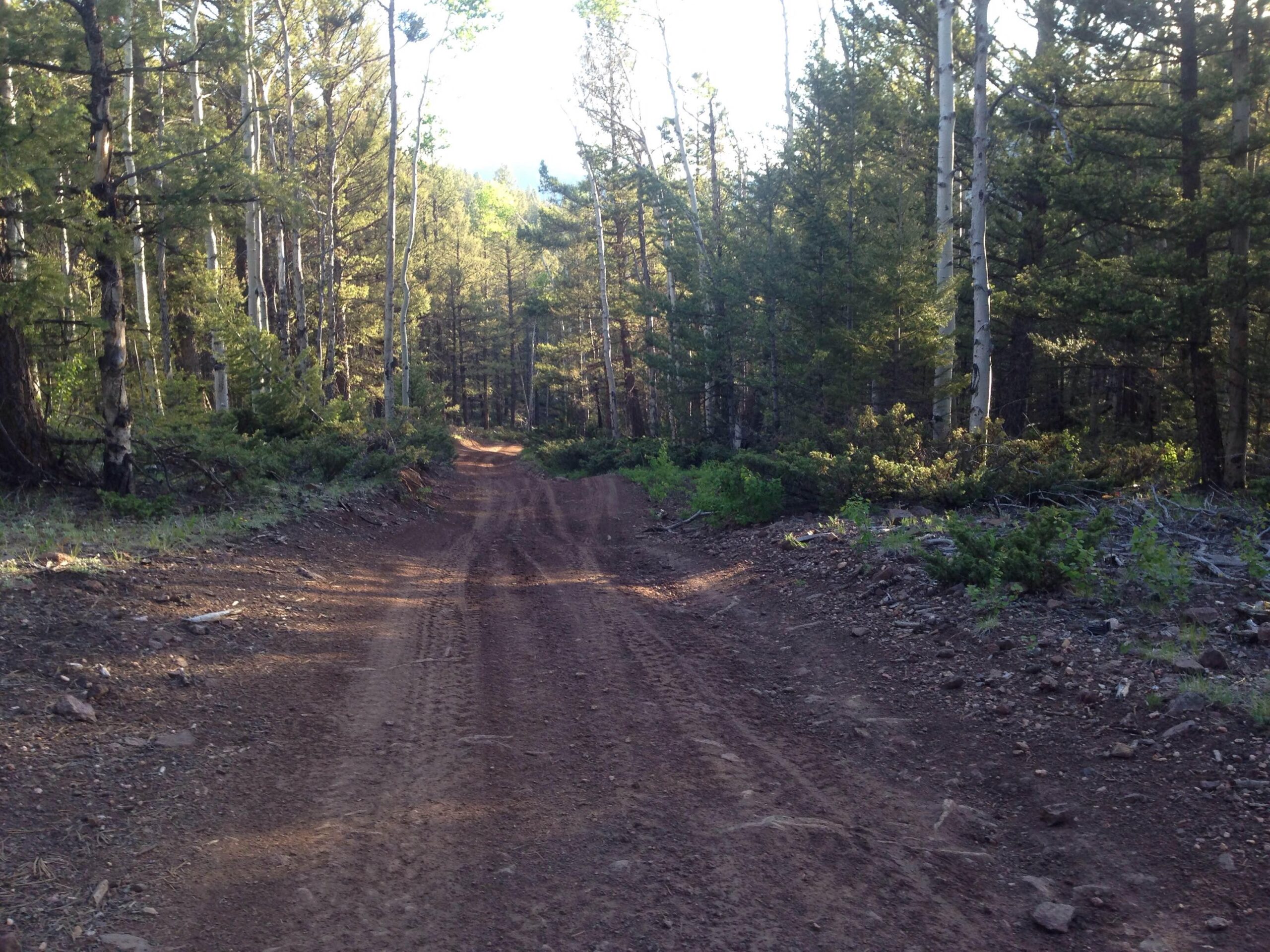 Dirt path winding through a forest of tall trees, with sunlight filtering through the leaves. The ground is uneven and reddish-brown, showing tire tracks and patches of grass and shrubs along the sides. Road #201.C mountain bike trail.