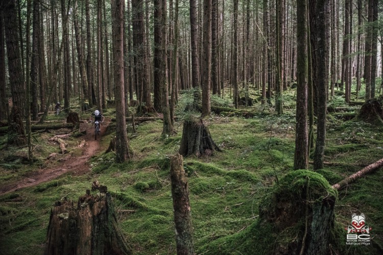 A mountain biker rides along a narrow, winding dirt trail through a dense forest filled with tall trees and lush green moss covering the ground. Stumps and fallen logs are visible, adding to the natural scenery. The atmosphere is serene and inviting, showcasing the beauty of an outdoor biking adventure in the wilderness.
