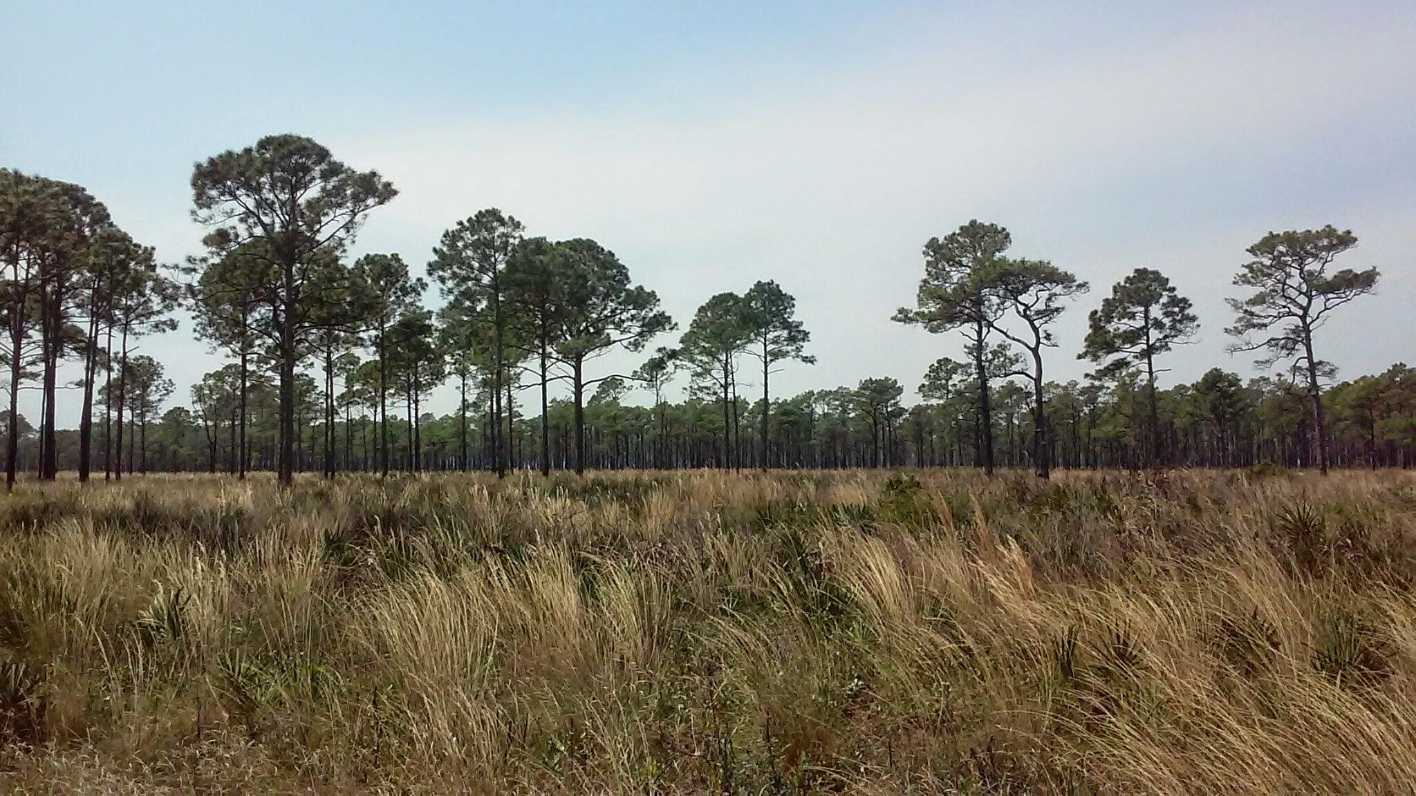 A wide view of a natural landscape featuring tall pine trees standing amidst a field of golden grasses, with a clear blue sky above. The scene captures the peaceful beauty of a wooded area, surrounded by sparse underbrush. Moses Creek mountain bike trail.