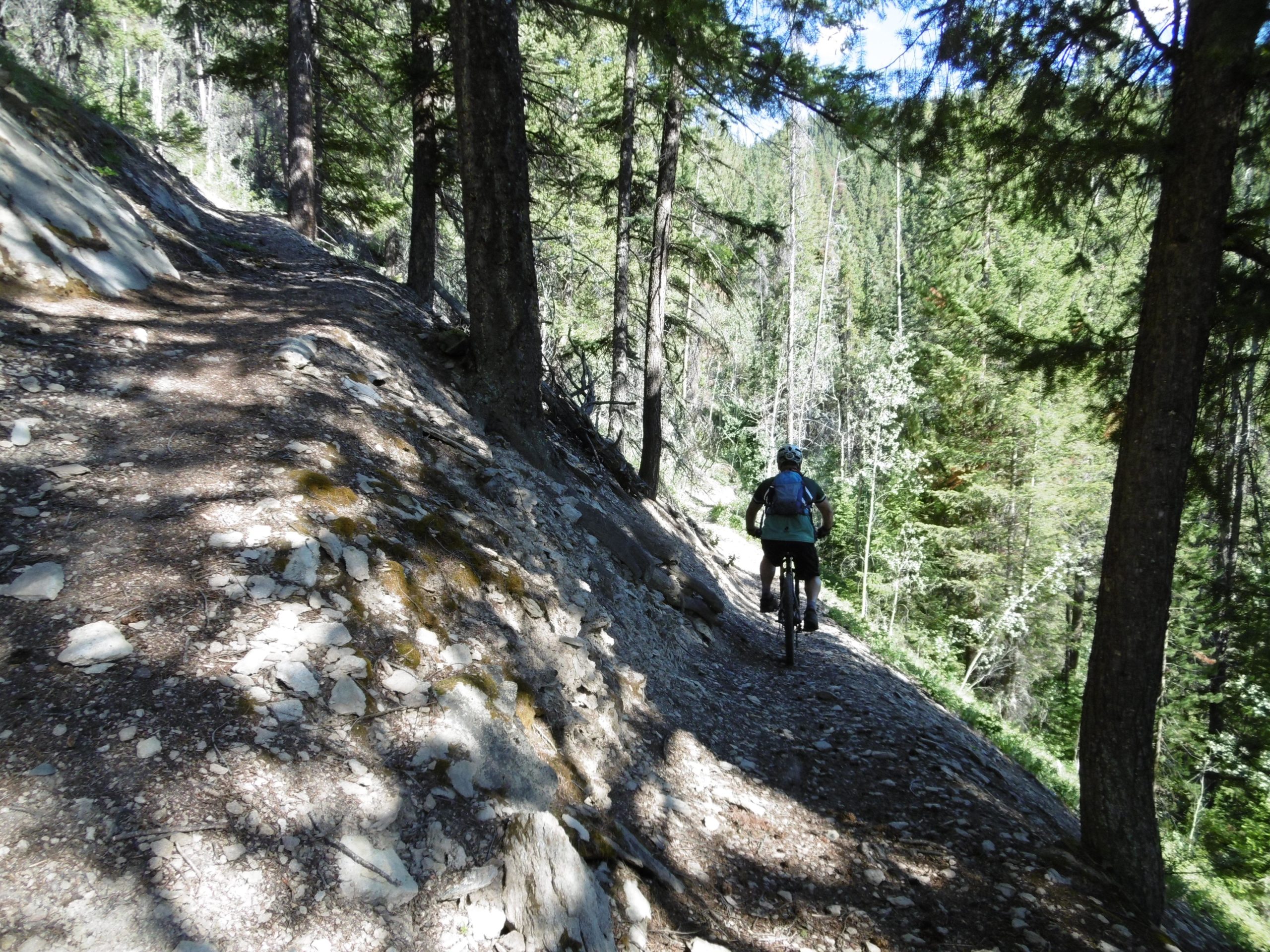 A cyclist riding on a narrow dirt trail surrounded by tall trees and lush greenery, with sunlight filtering through the leaves. The path appears rocky and uneven, set against a backdrop of forested landscape. Mount Fitzwilliam Trail mountain bike trail.
