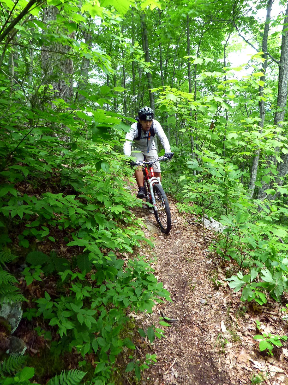 A person riding a mountain bike on a narrow trail surrounded by lush green foliage and trees. The cyclist is focused on navigating through the dense greenery, showcasing an adventurous outdoor activity. Douthat State Park mountain bike trail.