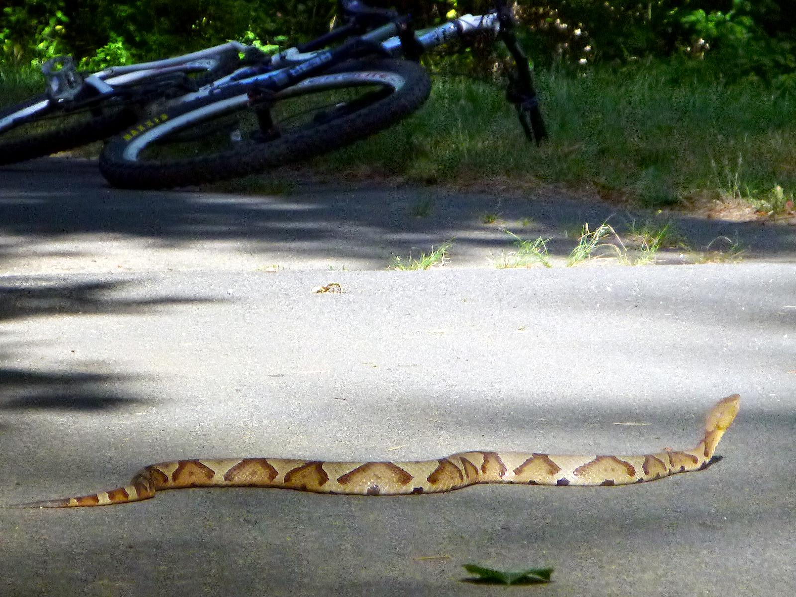 A brown and tan snake is slithering across a paved pathway, with a bicycle lying on the ground nearby. The surrounding area features green grass and foliage, indicating a natural outdoor setting. Salem Lake mountain bike trail.