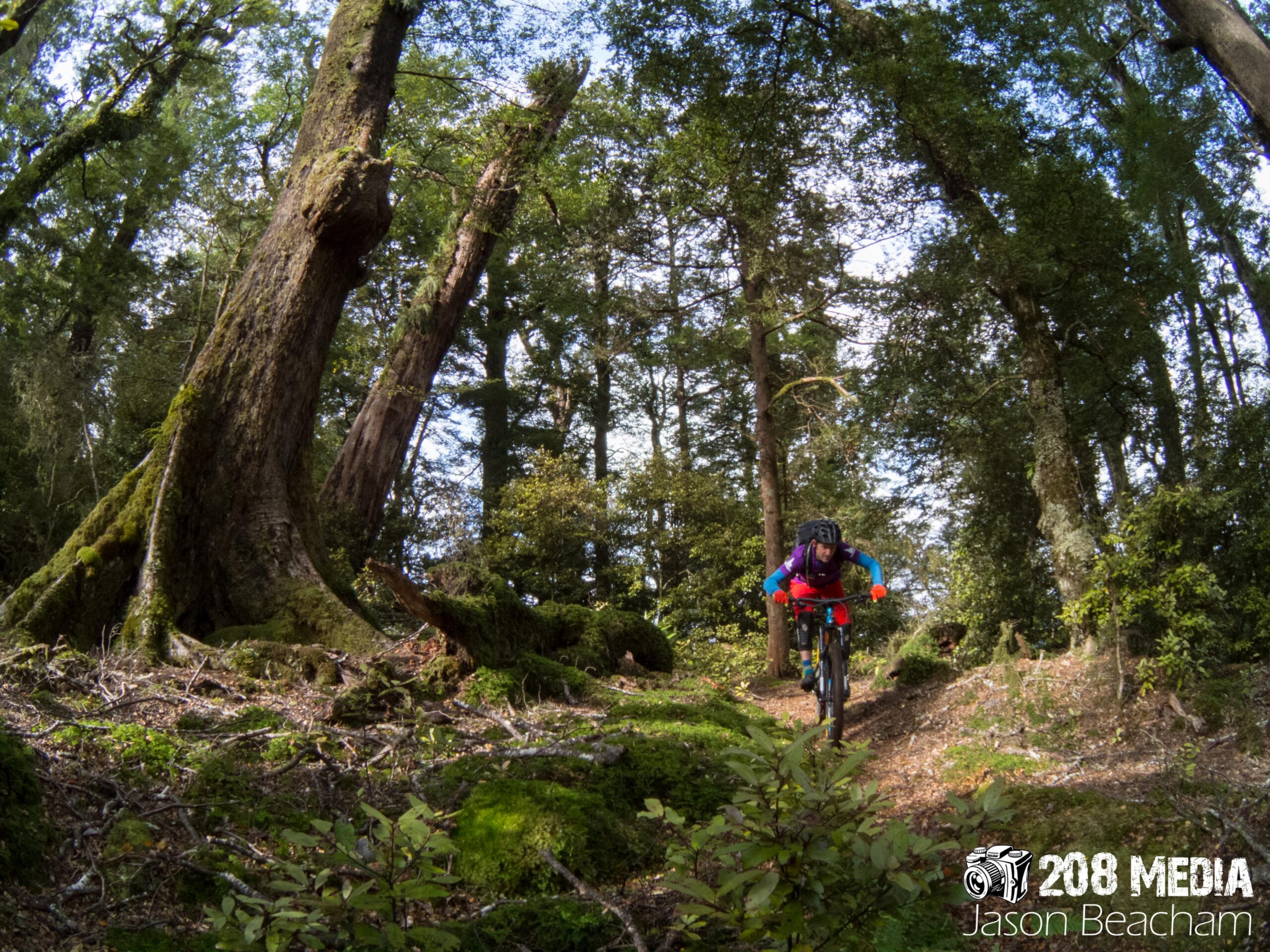 A mountain biker rides down a narrow trail through a lush, green forest. Tall, moss-covered trees dominate the landscape, creating a vibrant, natural backdrop. Sunlight filters through the canopy above, highlighting the textured ground and foliage along the path. The rider is dressed in colorful gear and is focused on navigating the terrain. Te Iringa mountain bike trail.