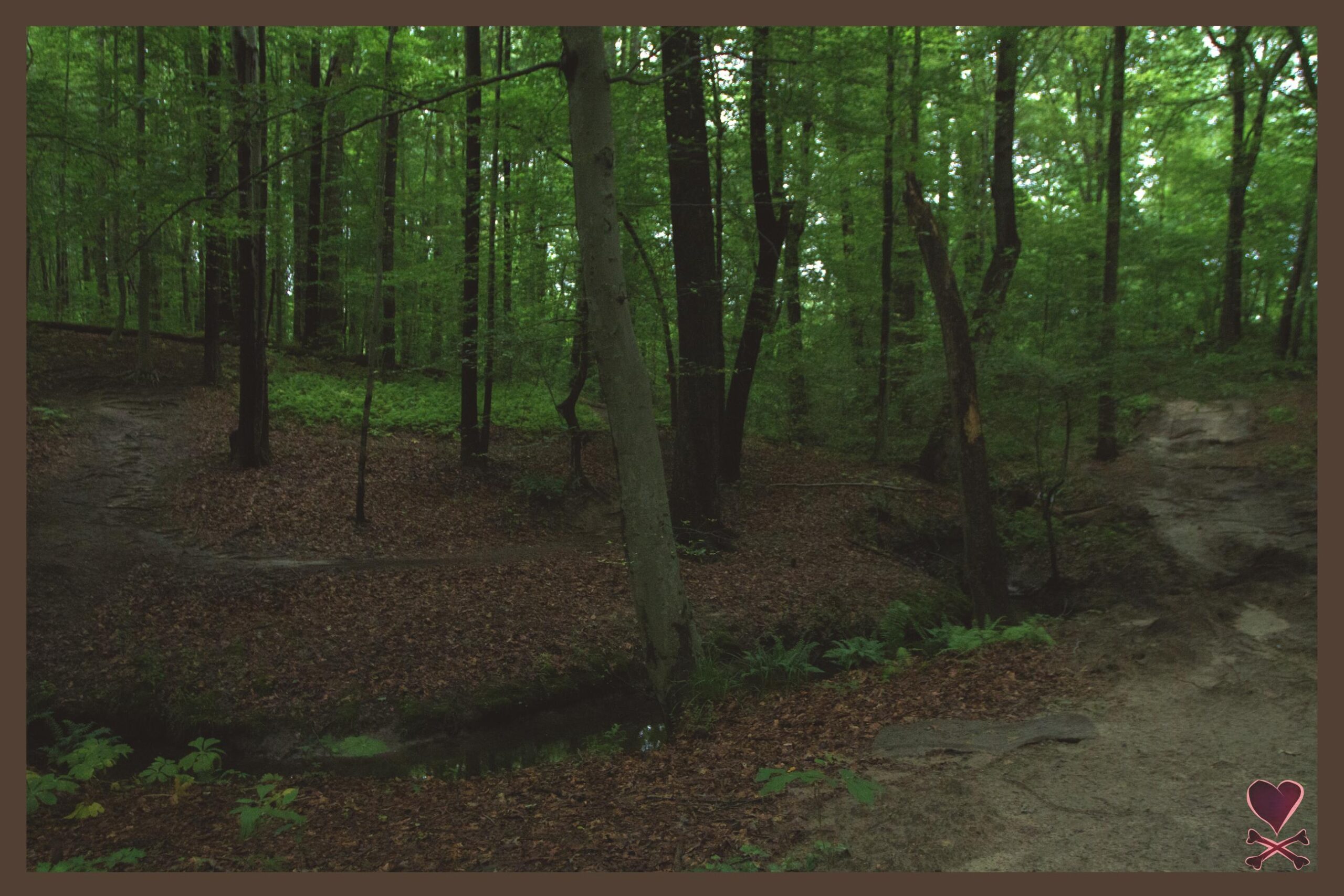 A serene forest scene featuring tall trees with lush green foliage. The forest floor is covered in brown leaves, with hints of undergrowth peeking through. A winding path leads through the trees, and a small, shallow stream is visible in the foreground. The overall atmosphere is peaceful and natural, embodying the tranquility of a wooded area. Lake Maury mountain bike trail.