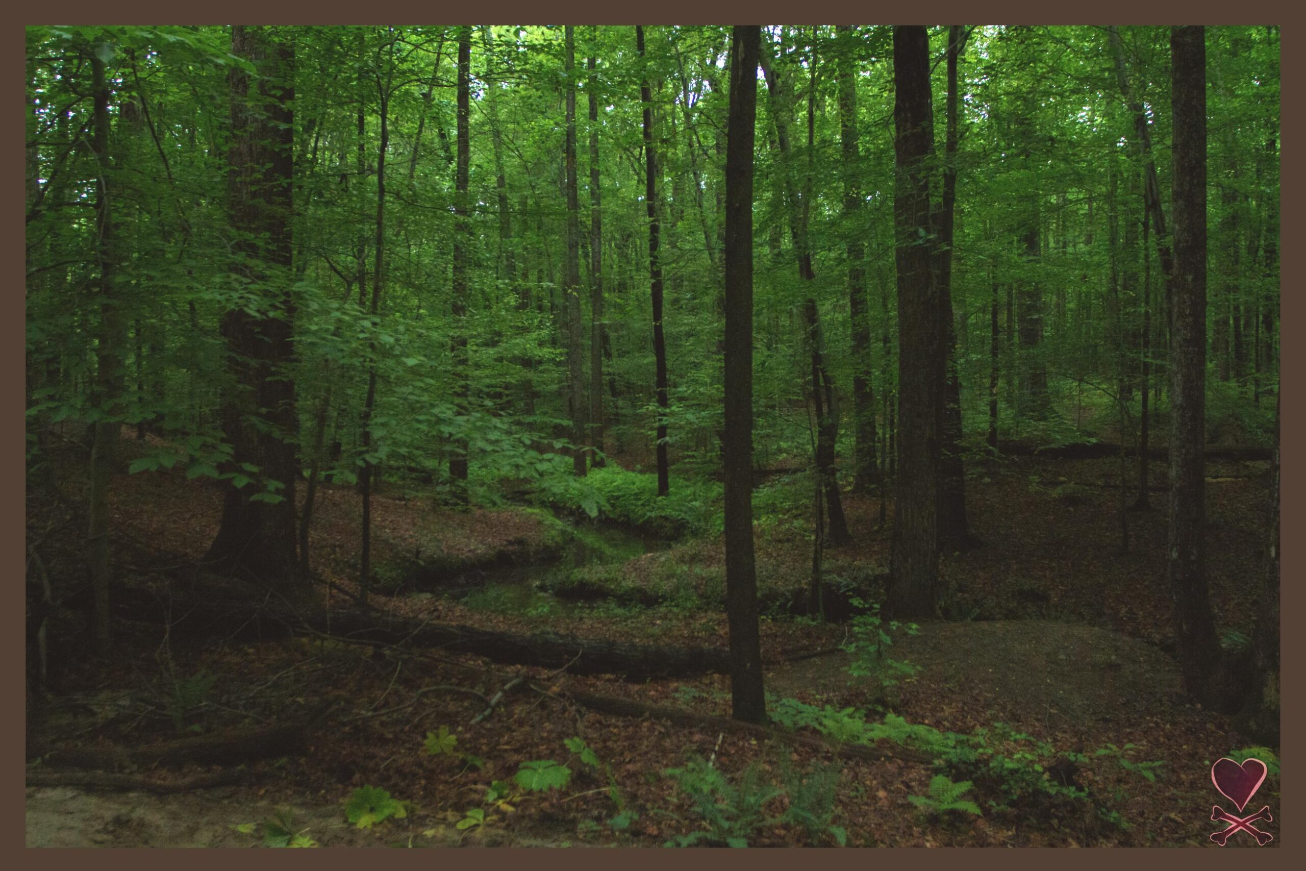 A dense forest scene featuring tall trees with vibrant green leaves, a carpet of fallen leaves on the forest floor, and a small, winding stream visible among the foliage. The atmosphere is serene and natural, showcasing the beauty of a lush woodland environment. Lake Maury mountain bike trail.