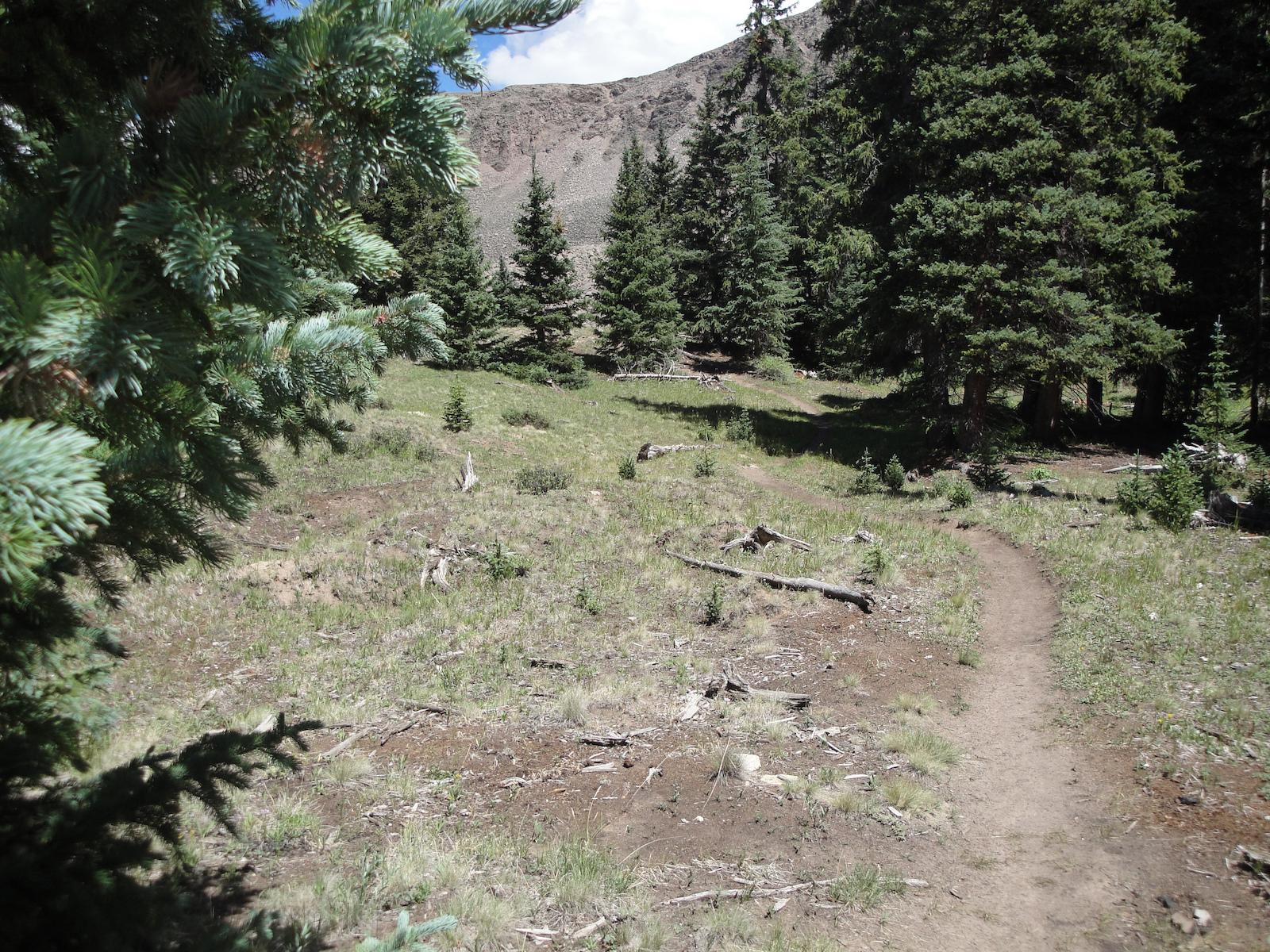 A scenic view of a forest trail winding through a grassy area, surrounded by coniferous trees. The landscape features patches of sunlight and shadow, with tree stumps and fallen branches scattered along the path. In the background, there are hills and a blue sky with a few clouds. Camp Trail mountain bike trail.